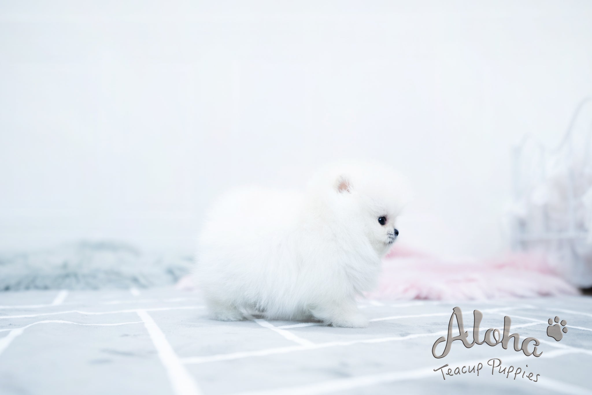 Bear [TEACUP POMERANIAN]