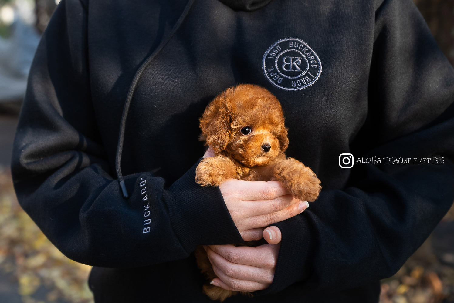 Bianca [TEACUP POODLE]