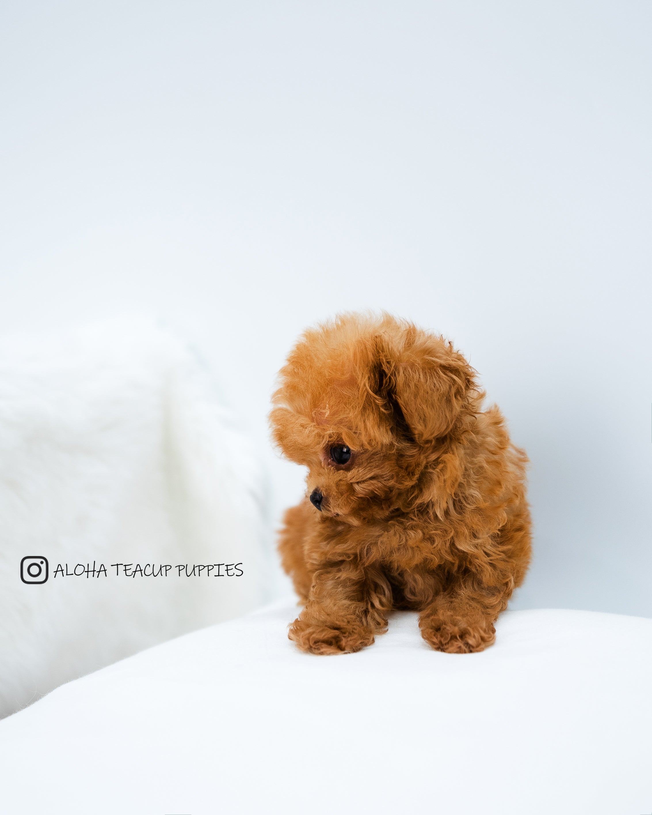 Finn [TEACUP POODLE]