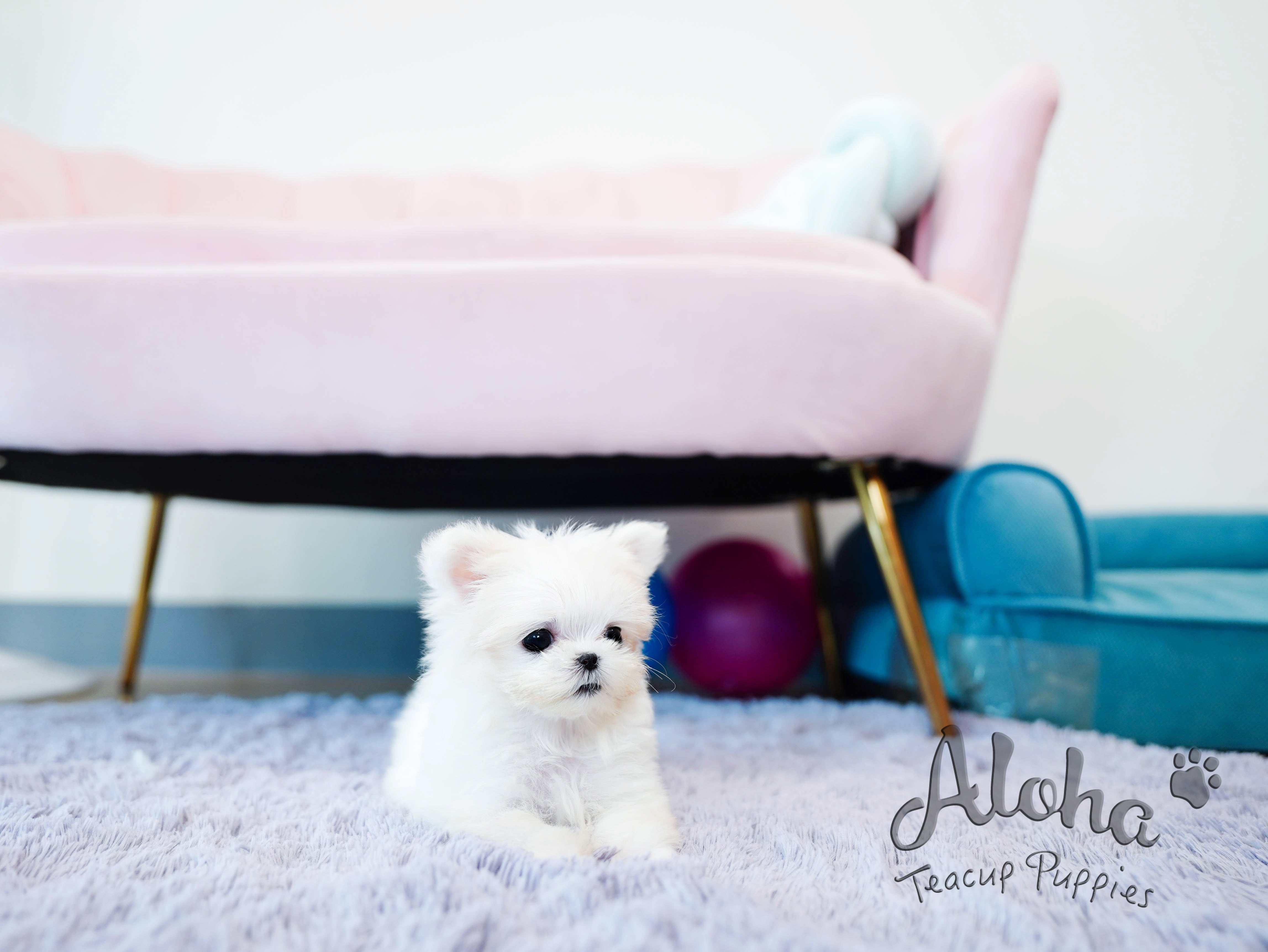 Momo [TEACUP MALTESE]