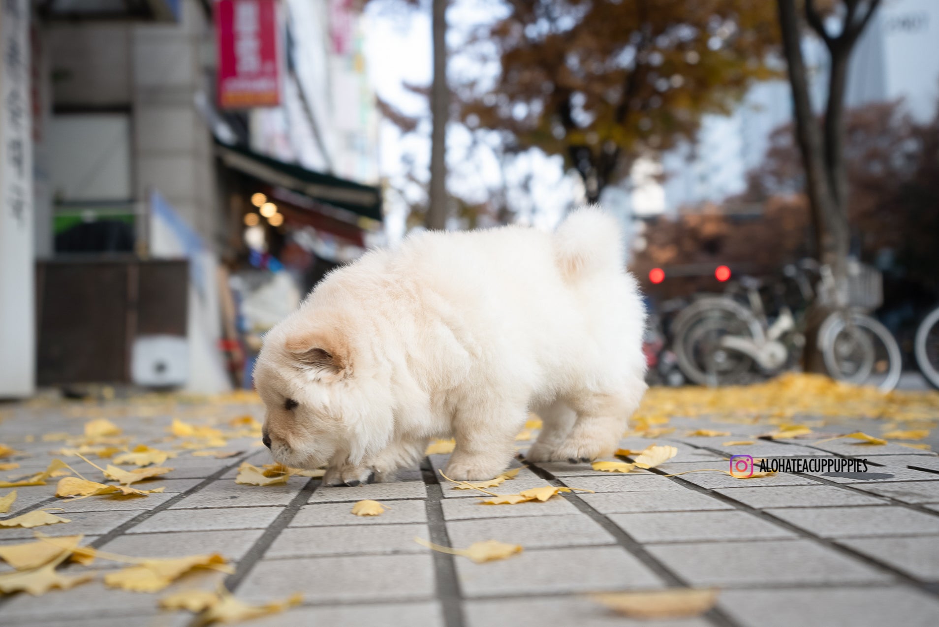 Cow [Mini Chow Chow]