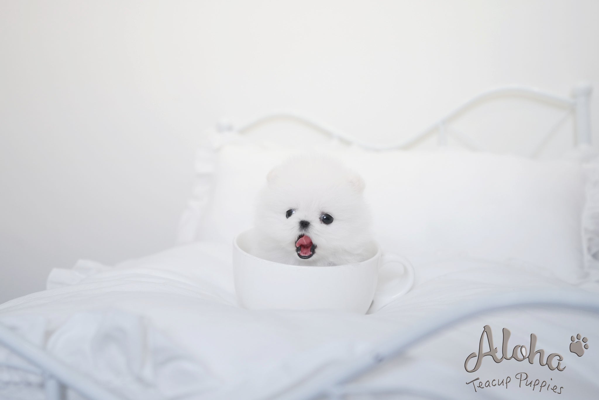 Angela [TEACUP POMERANIAN]