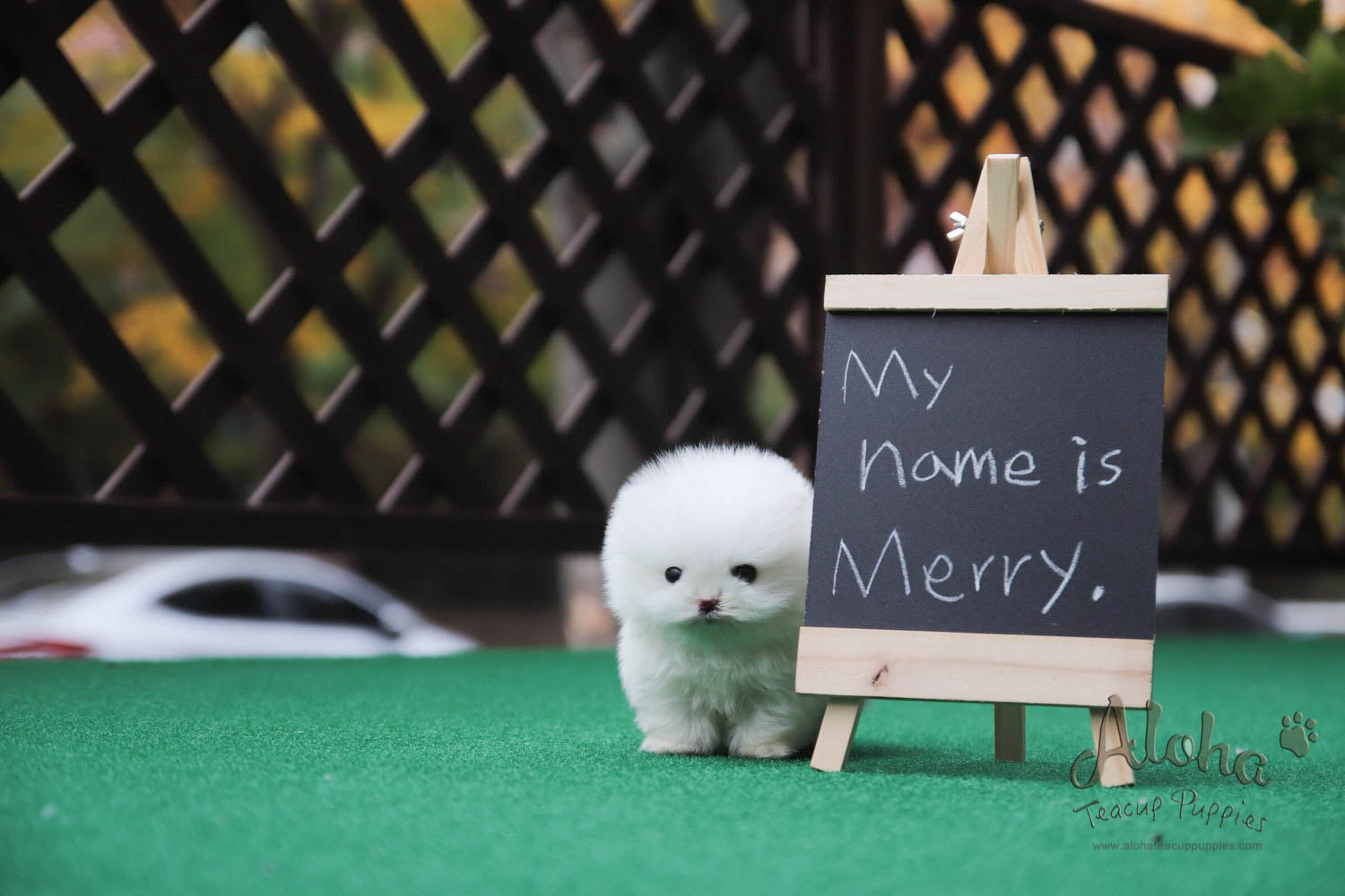 Sold to Diana, MERRY [TEACUP POMERANIAN]