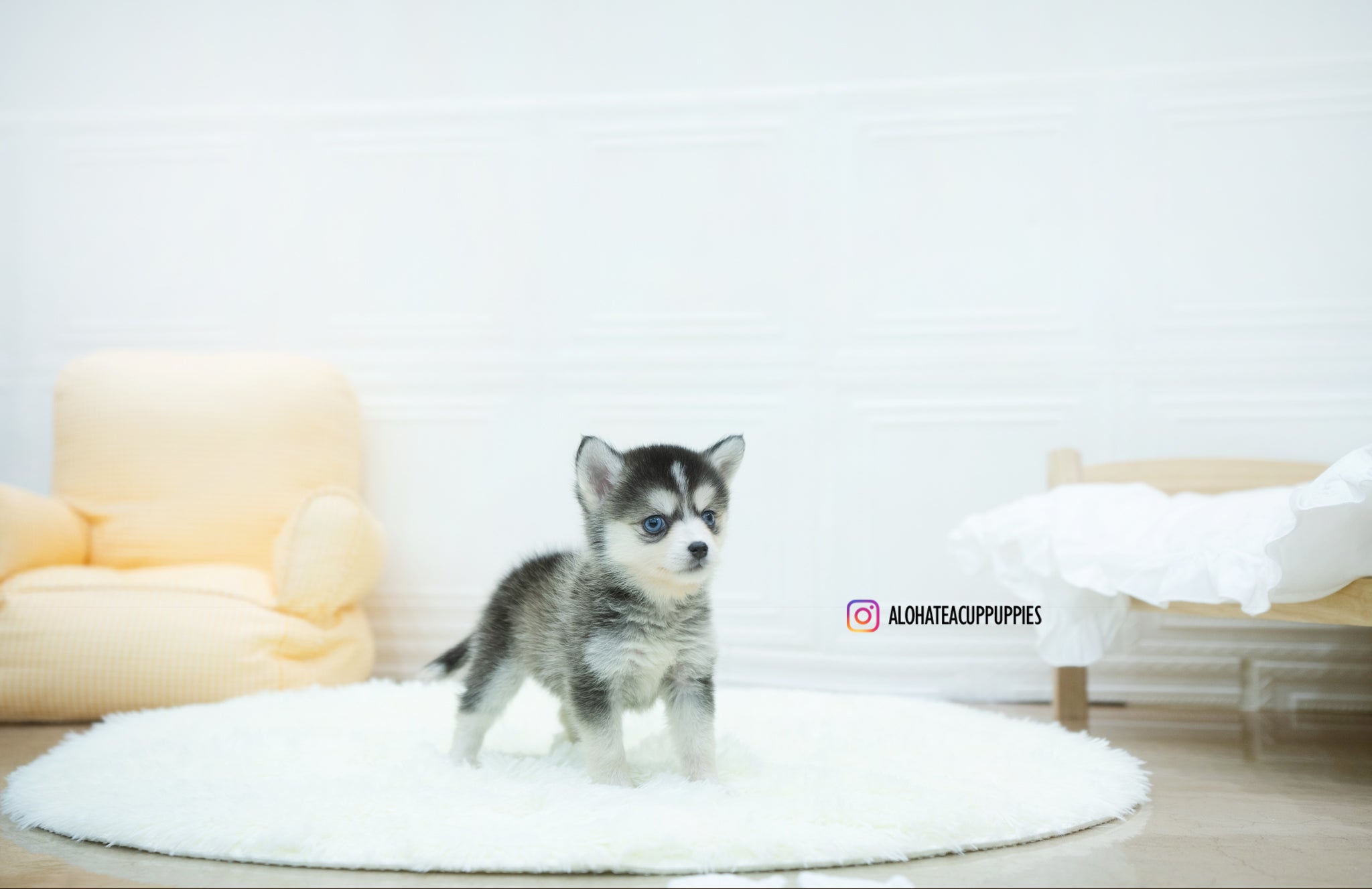 Amelia [TEACUP POMSKY]