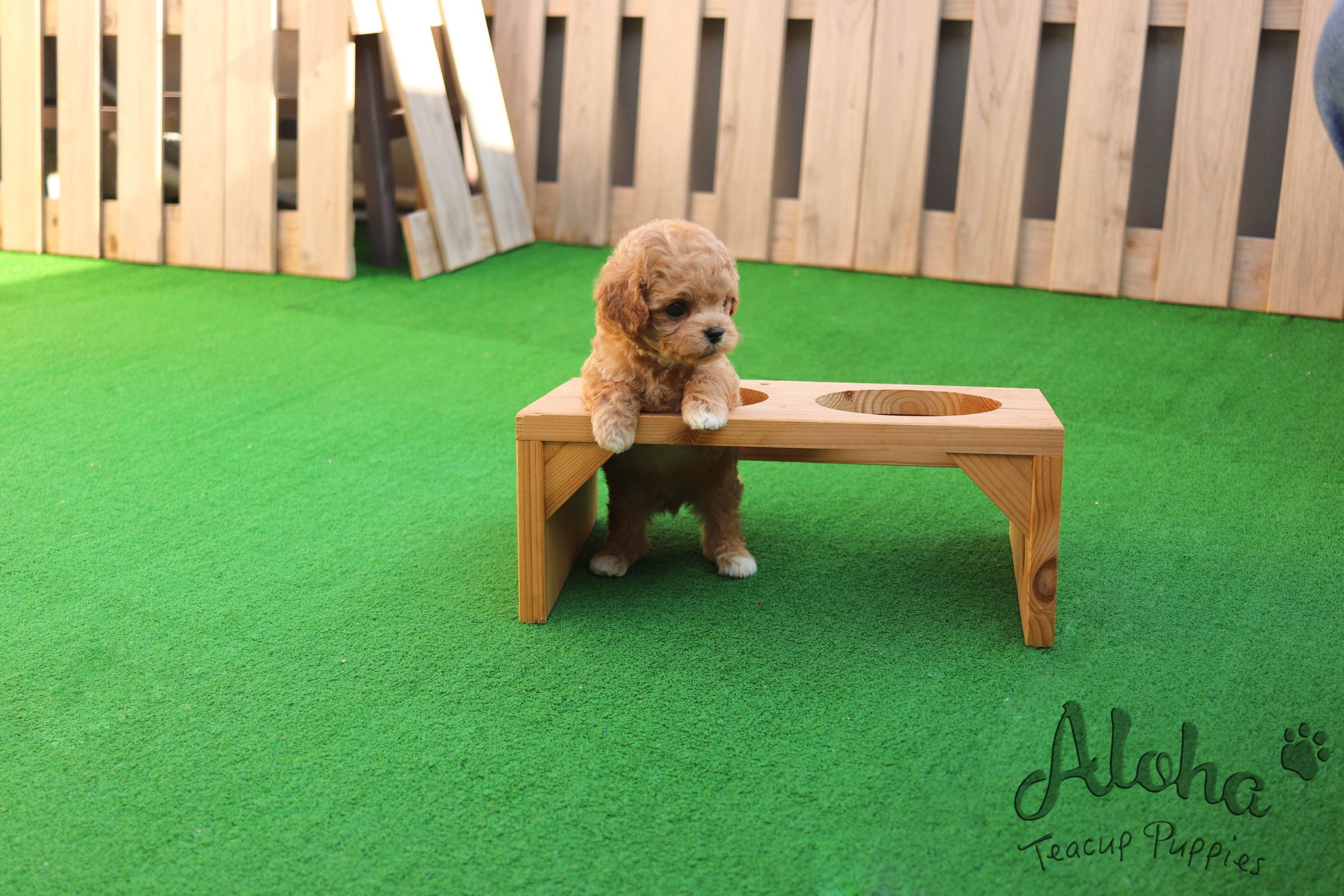 Sold to Marytes, Mocha [TEACUP MALTIPOO]