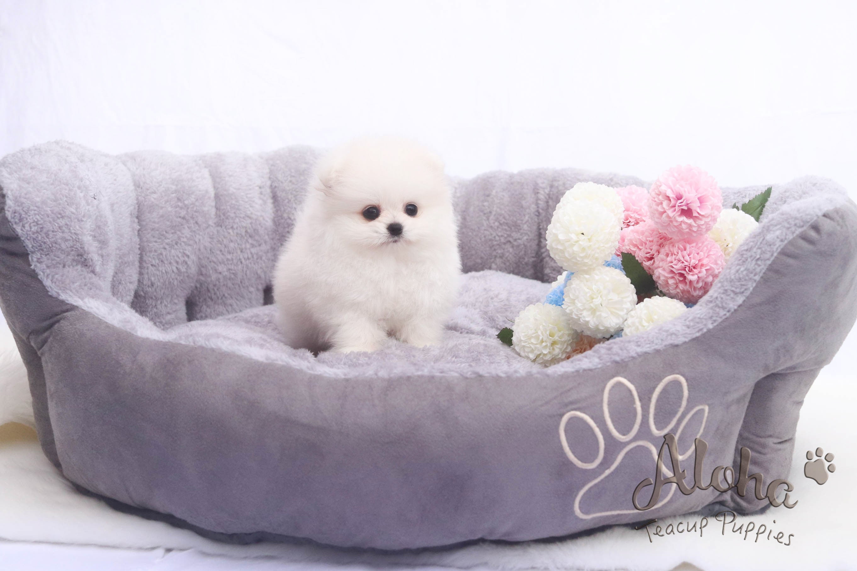 Sold to Roberto, Fiona [TEACUP POMERANIAN]