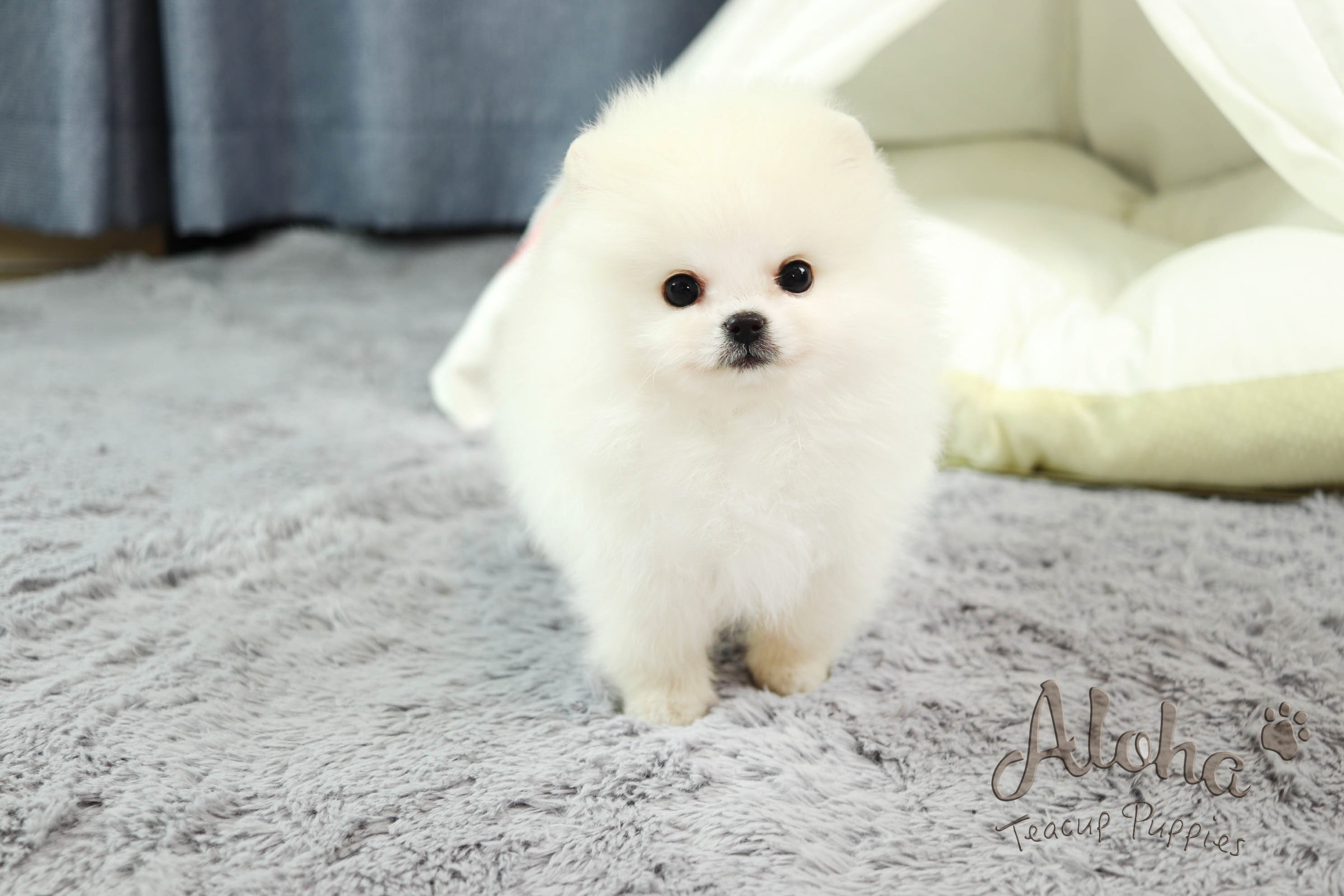 Sold to Nelly , Gucci [Teacup Pomeranian]