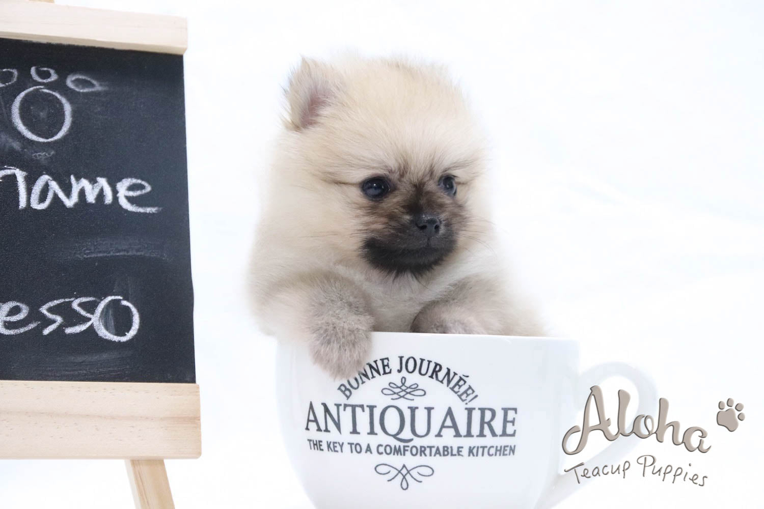 Vendido a Renee, Espresso - [Pomerania]