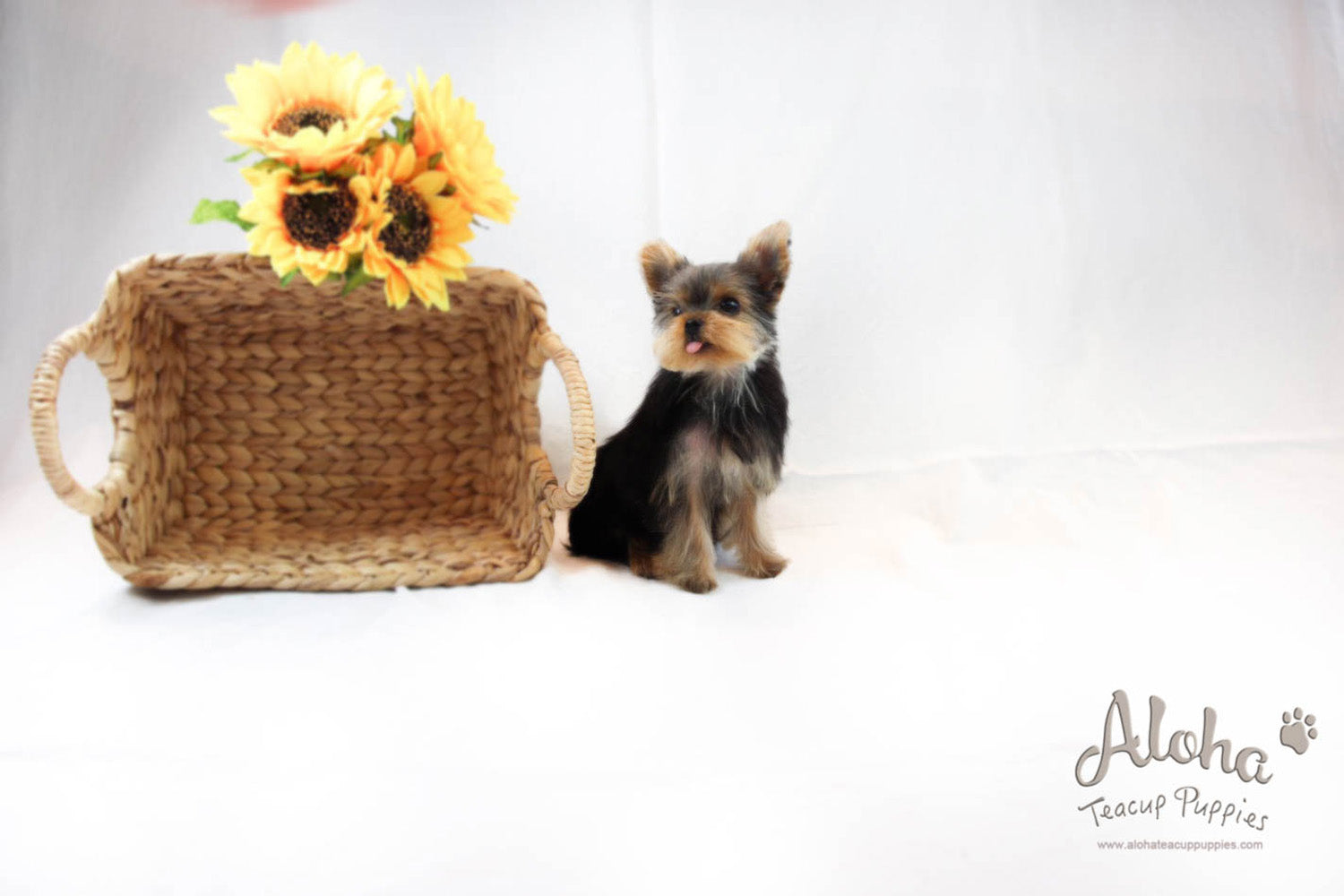 Bucky - [Yorkshire Terrier]