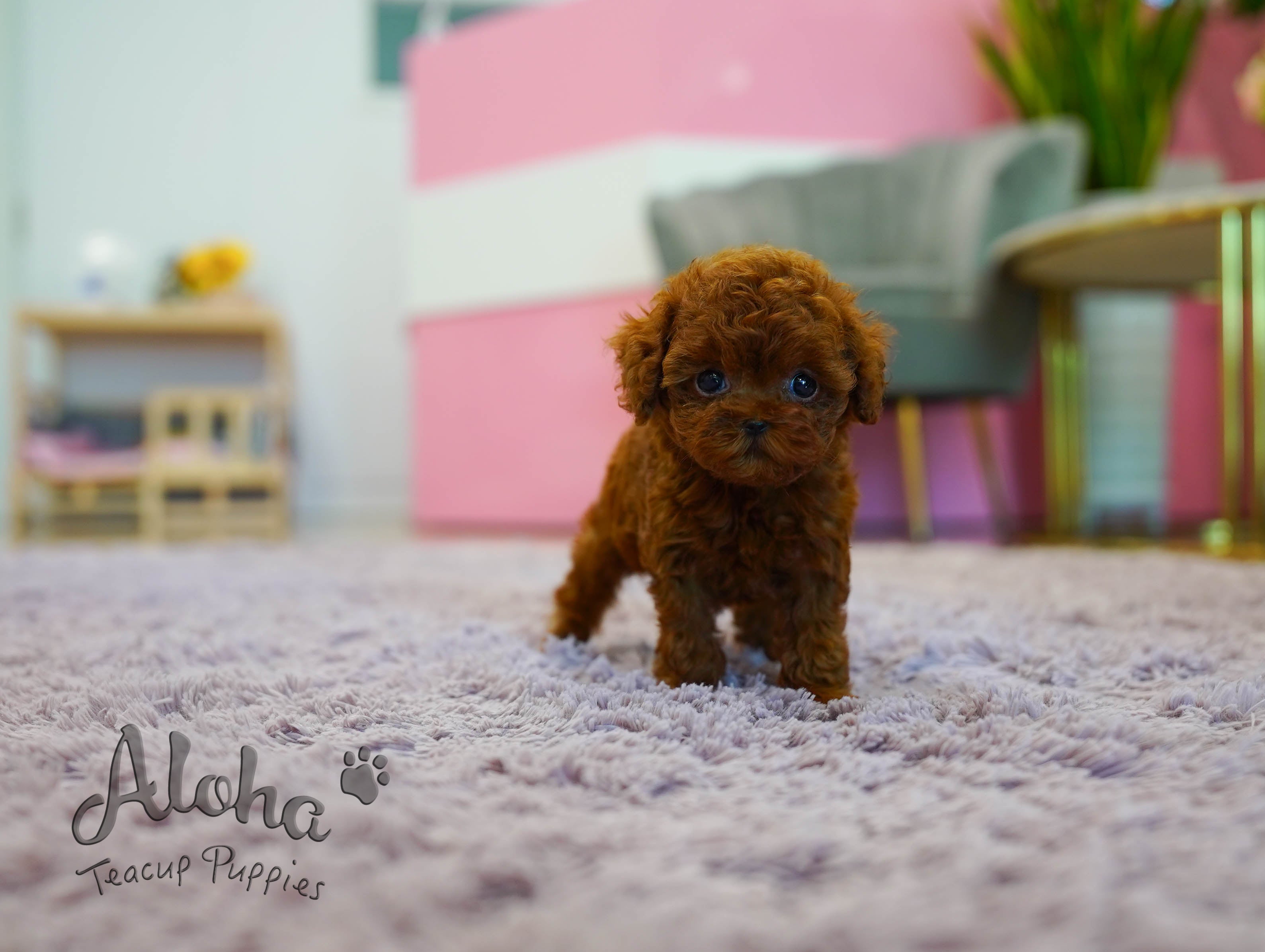 MACARON [TEACUP POODLE]