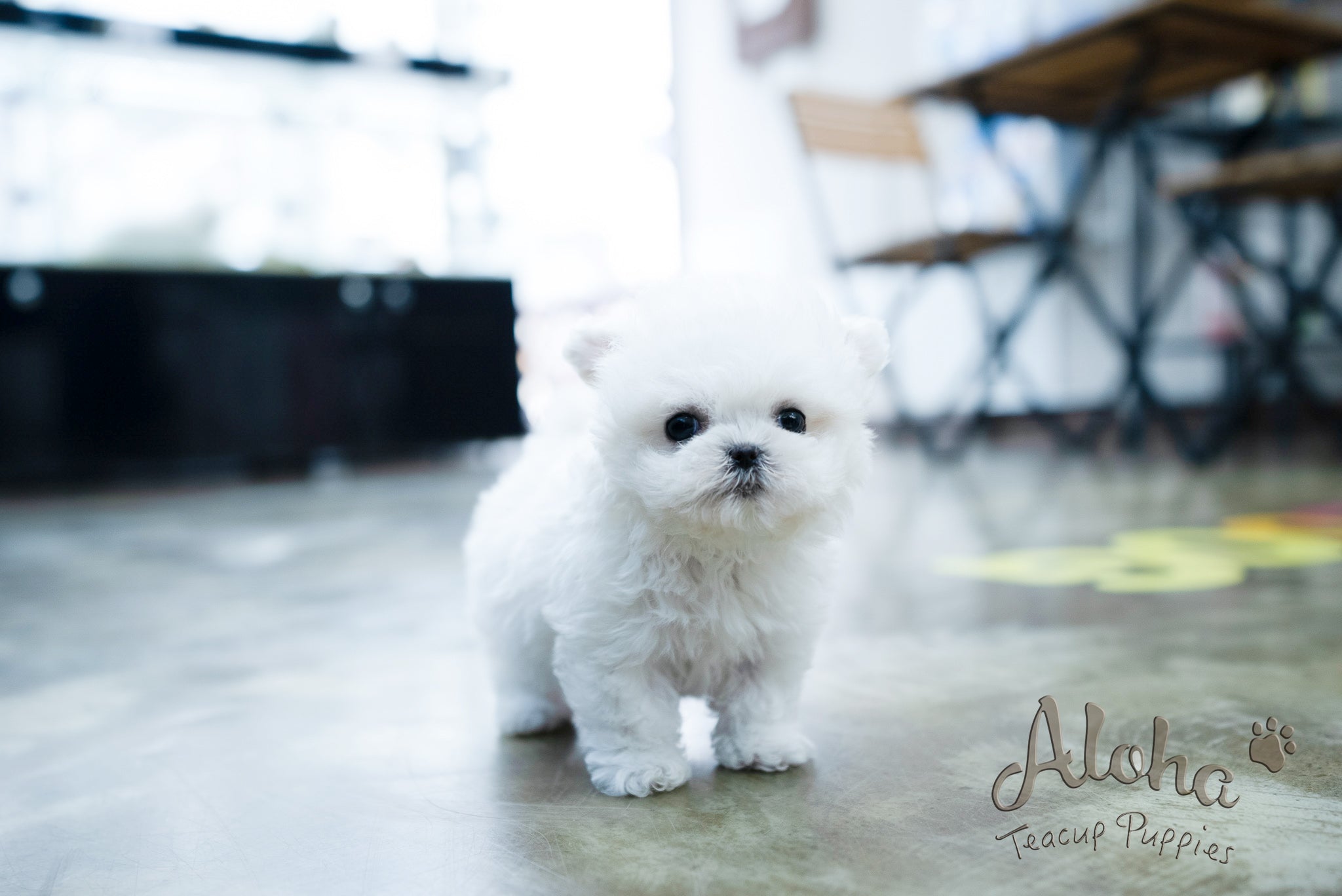 Angela [TEACUP BICHON]