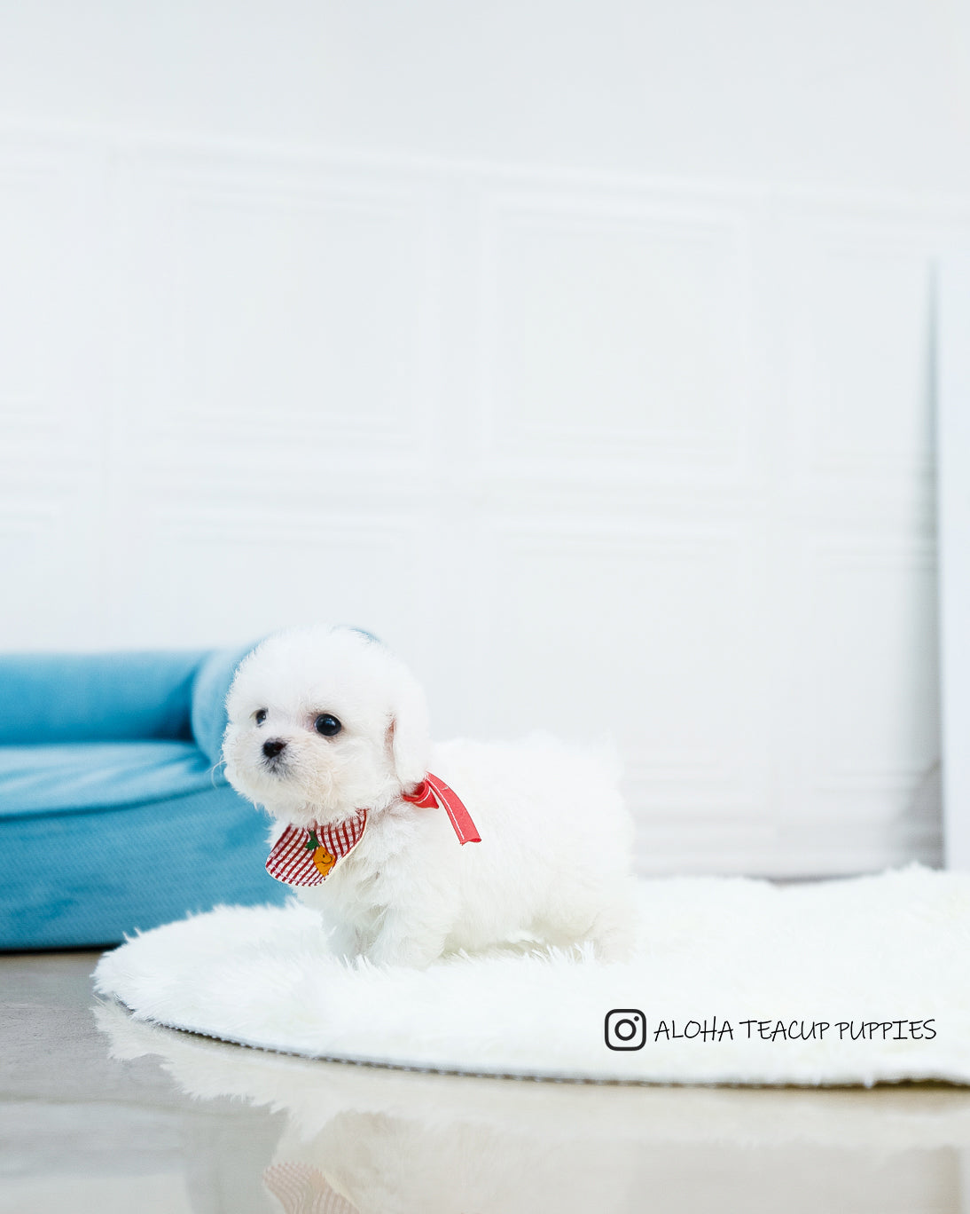 Audrey [TEACUP POODLE]