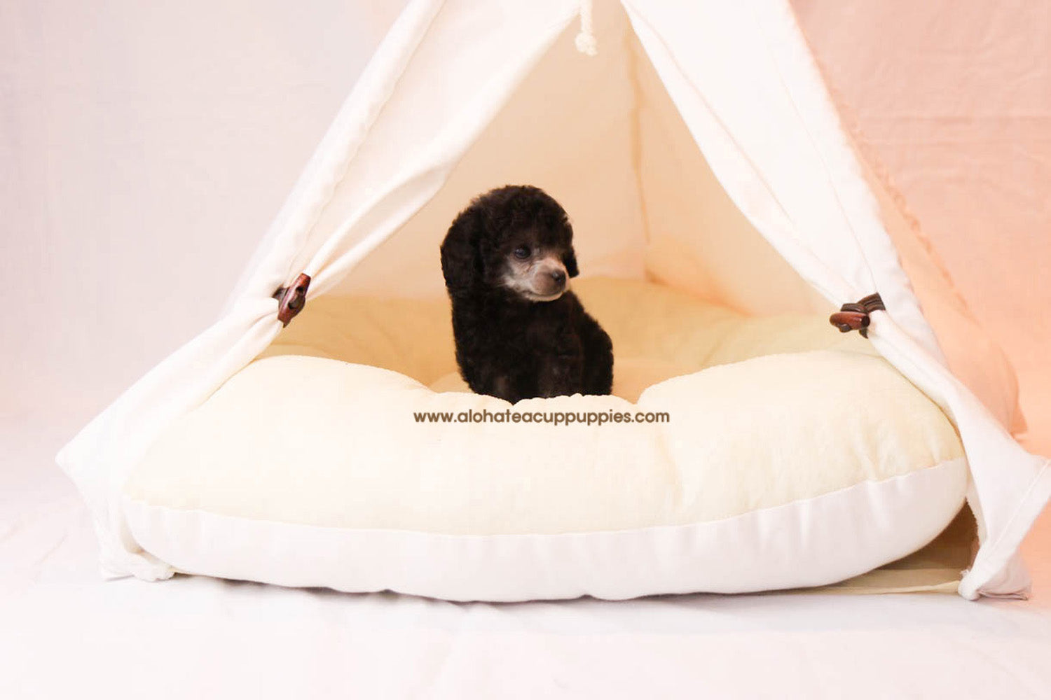 Peanut - [Poodle]