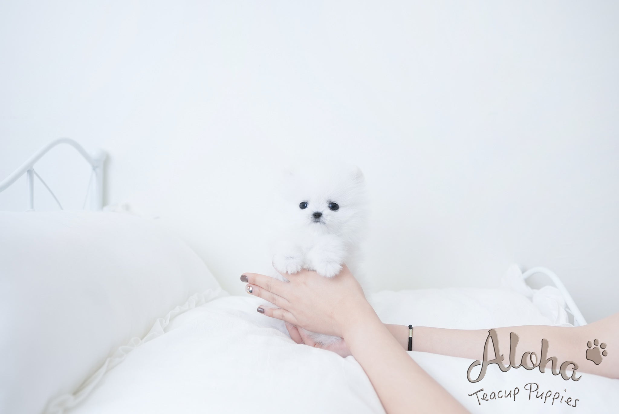 Amy [TEACUP POMERANIAN]