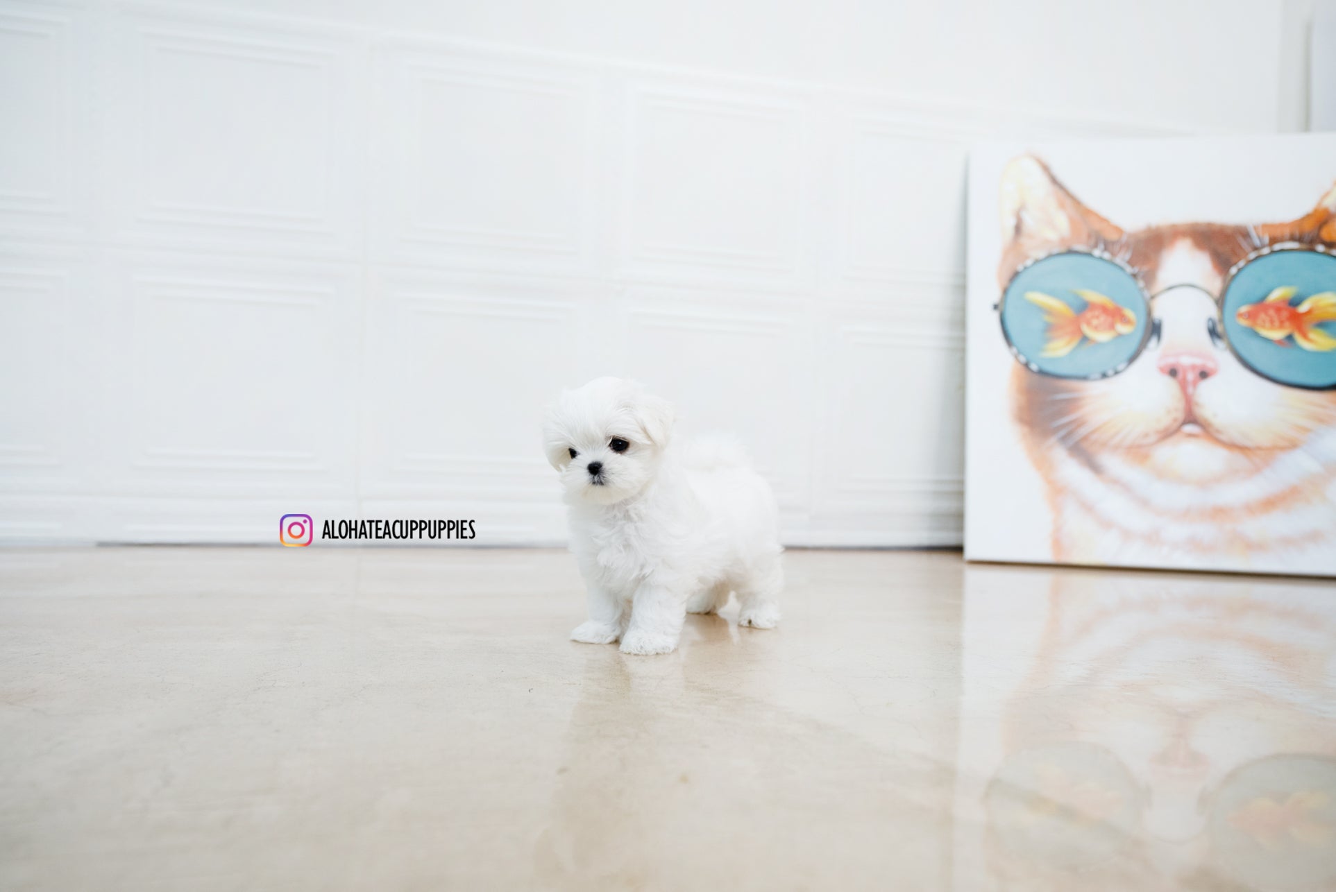 Helen [TEACUP MALTESE]