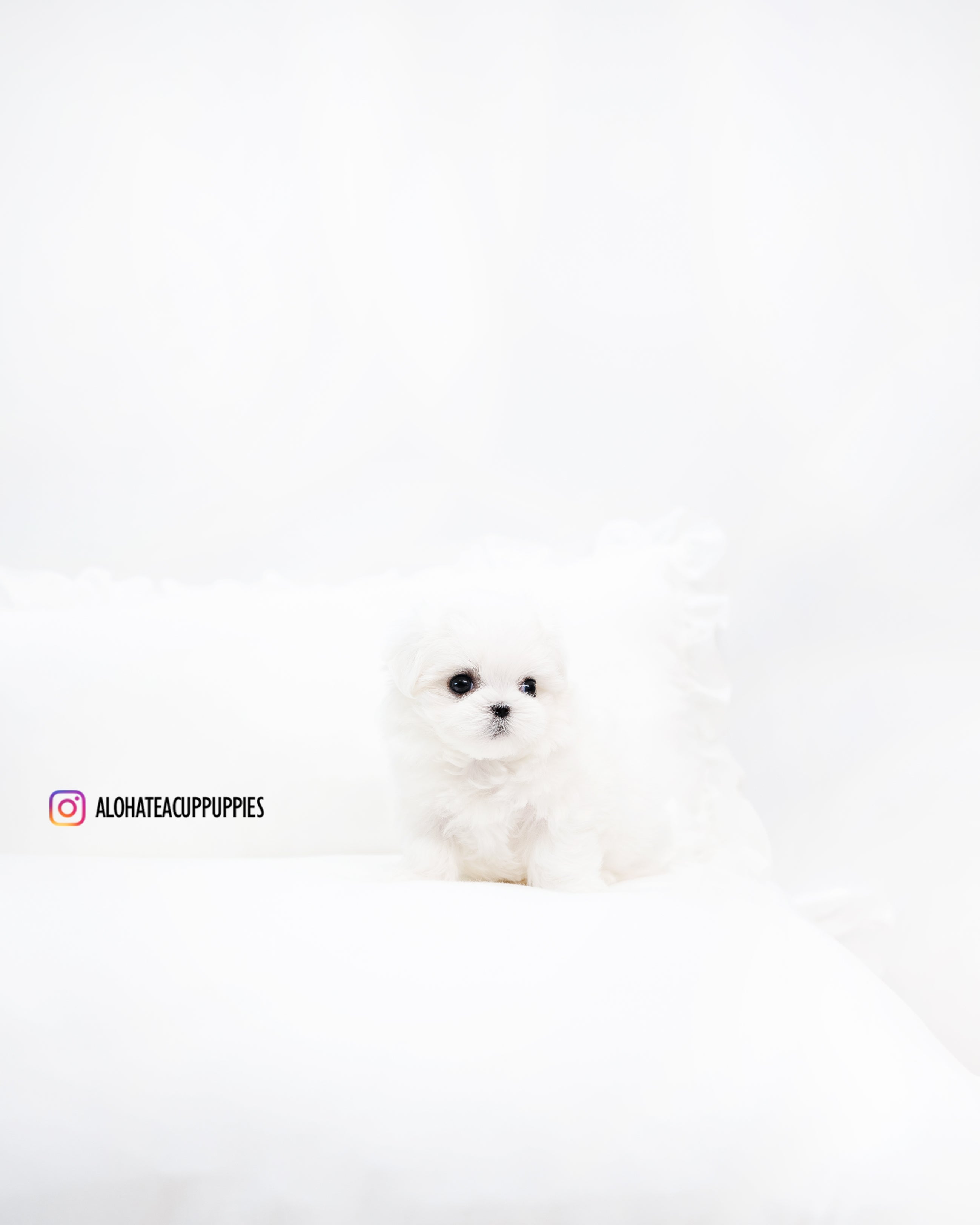 Benjamin [TEACUP MALTESE]