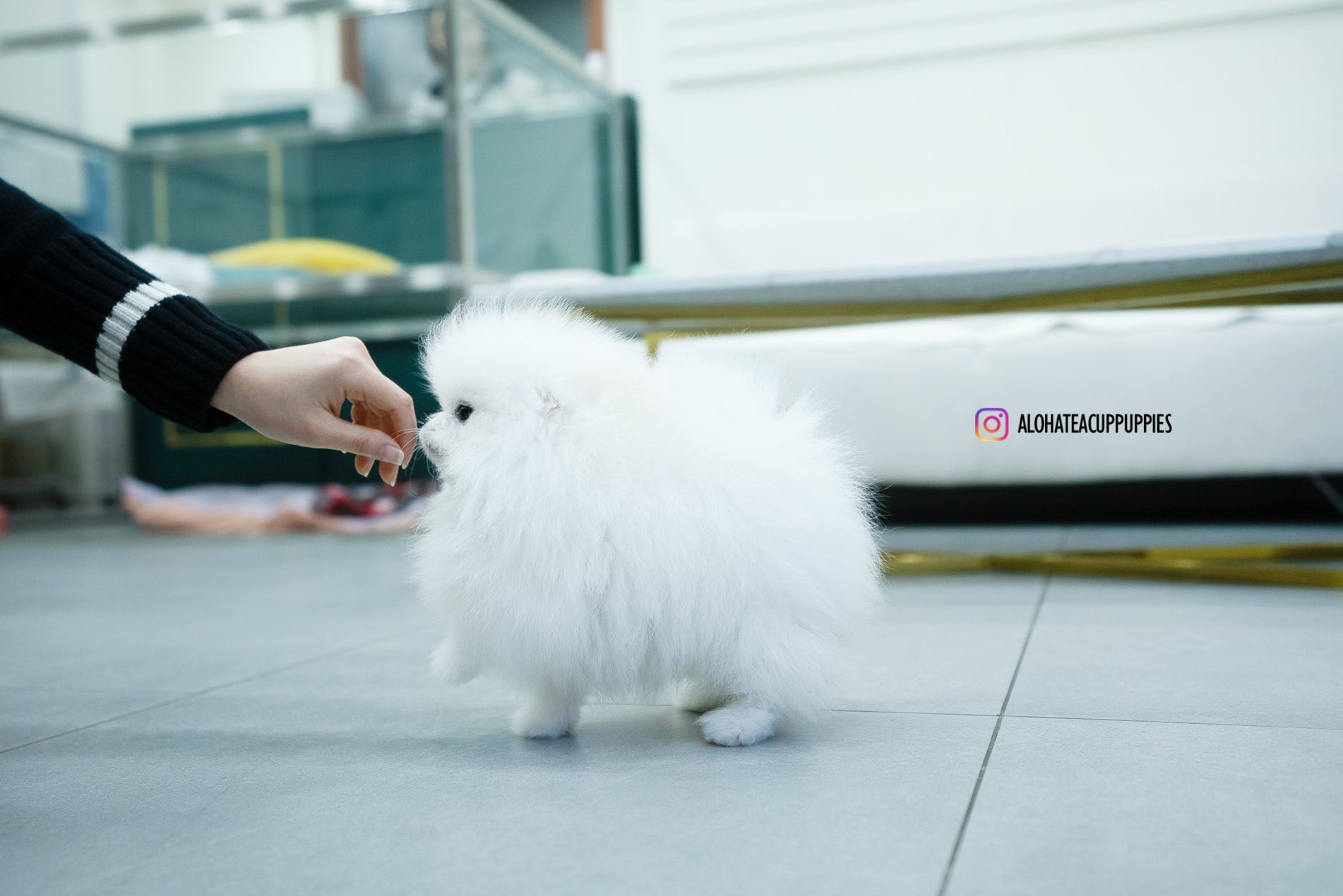 Aphrodite [TEACUP POMERANIAN]