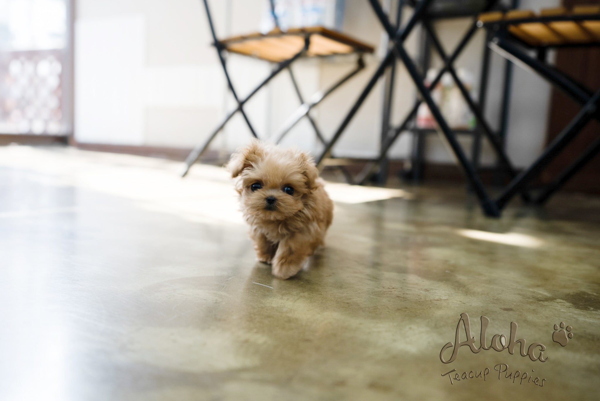 Luna [TEACUP MALTIPOO]