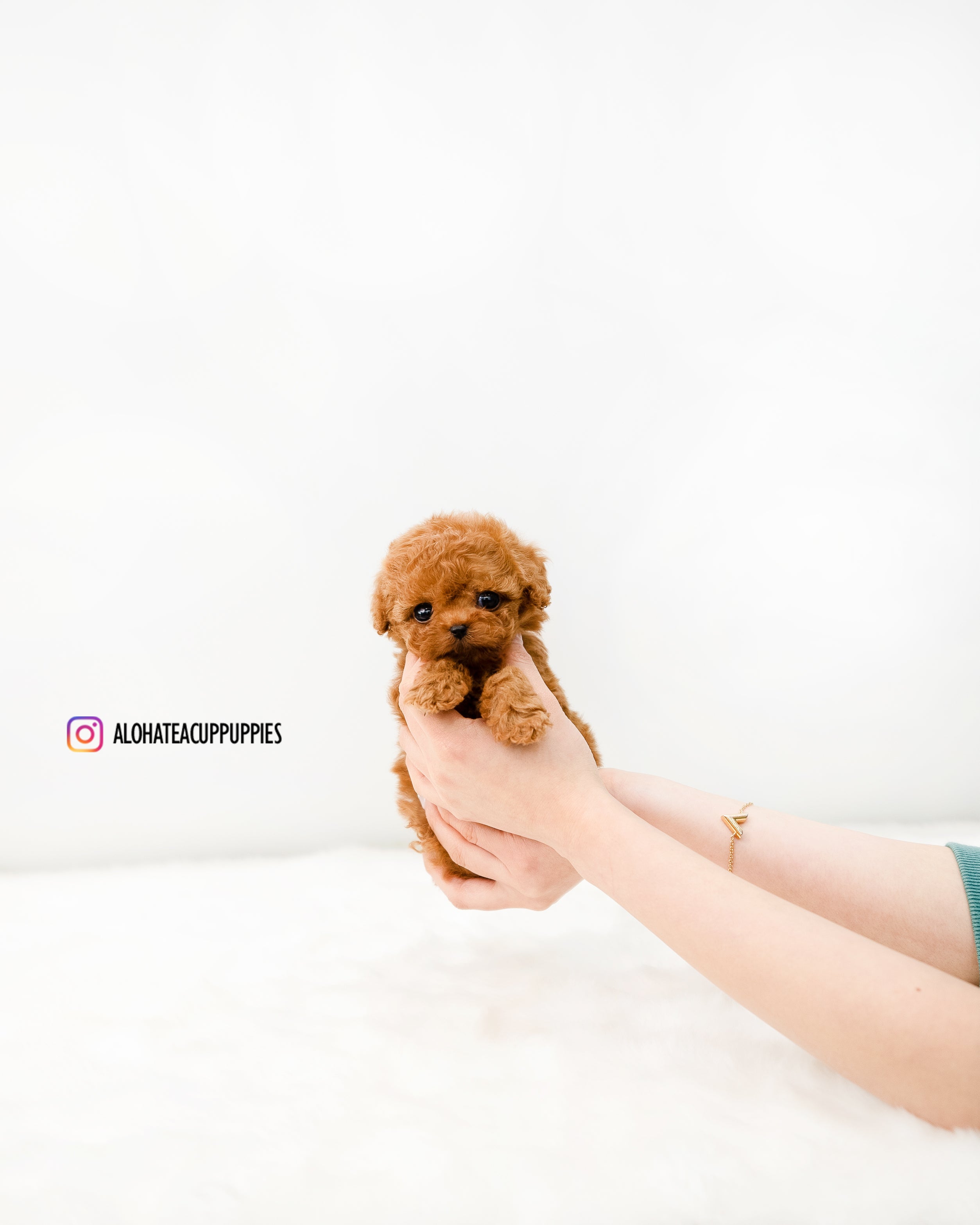 Cindy [TEACUP POODLE]
