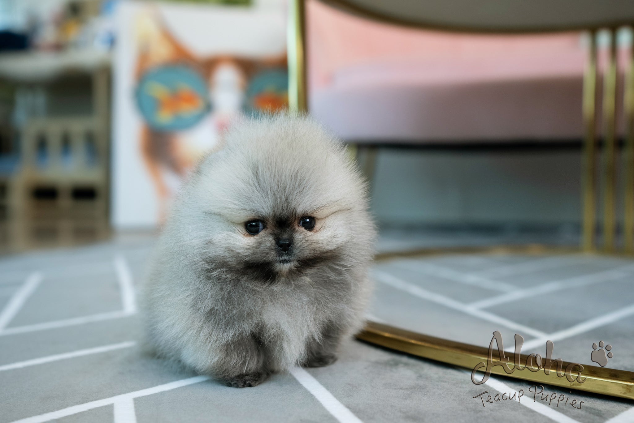 Bianca [TEACUP POMERANIAN]