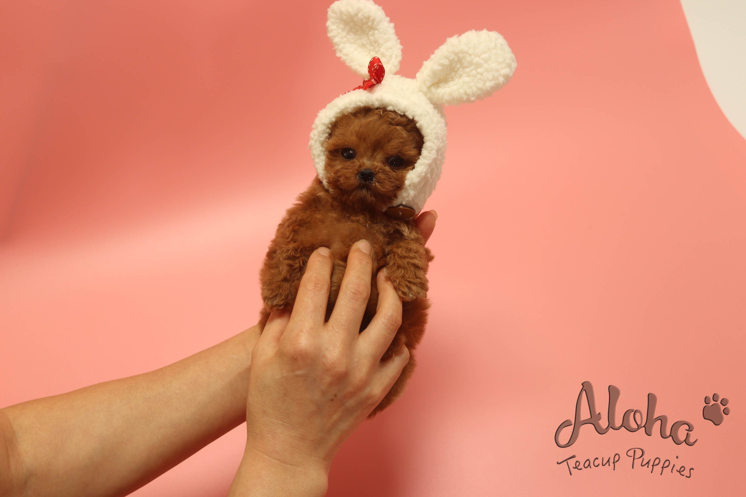 Sold to Brandon, BAMBI [TEACUP POODLE]