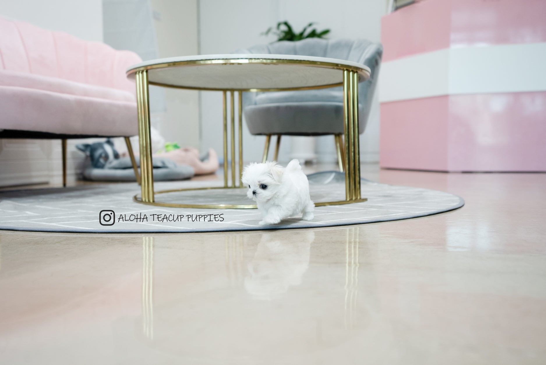Owen [TEACUP MALTESE]