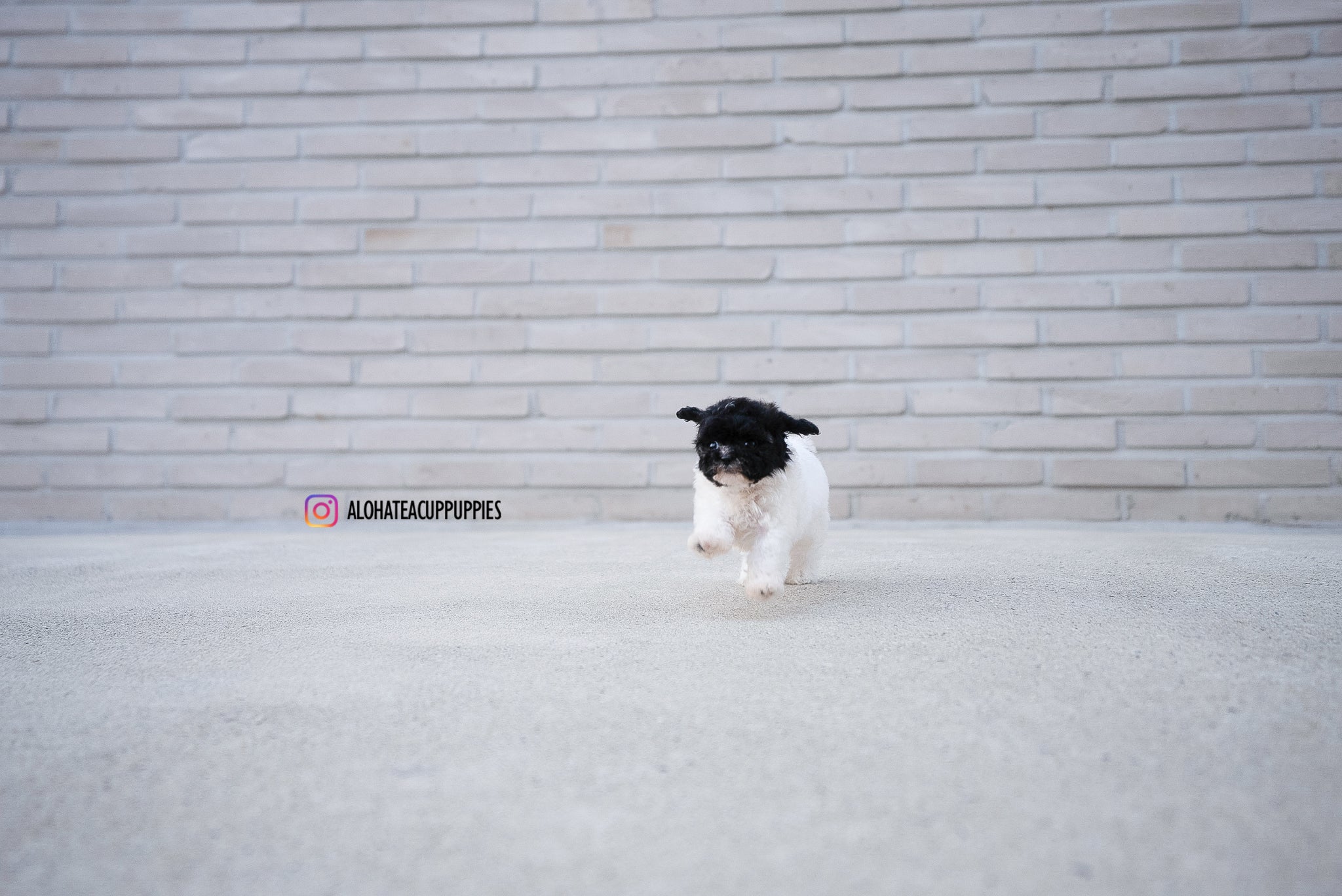 Rory [TEACUP POODLE]