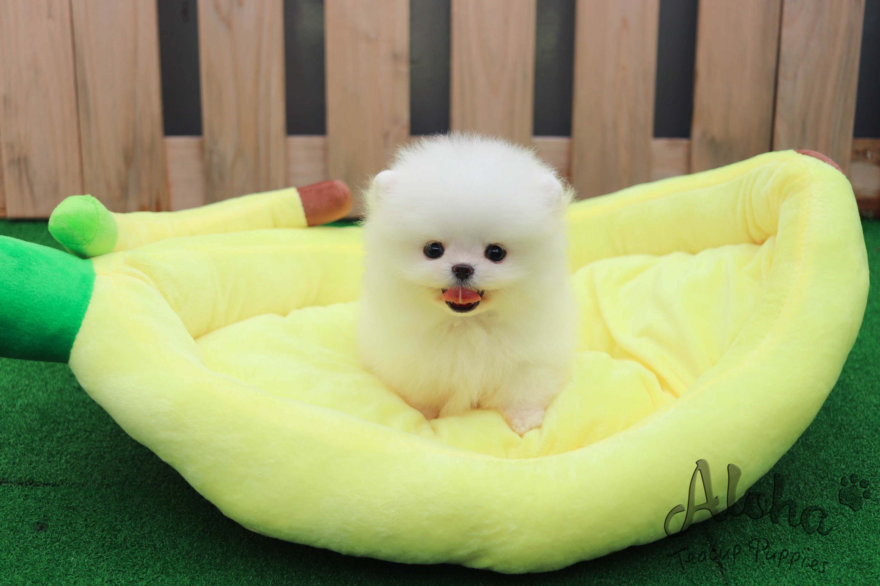 Sold to Sana, Dior [TEACUP POMERANIAN]