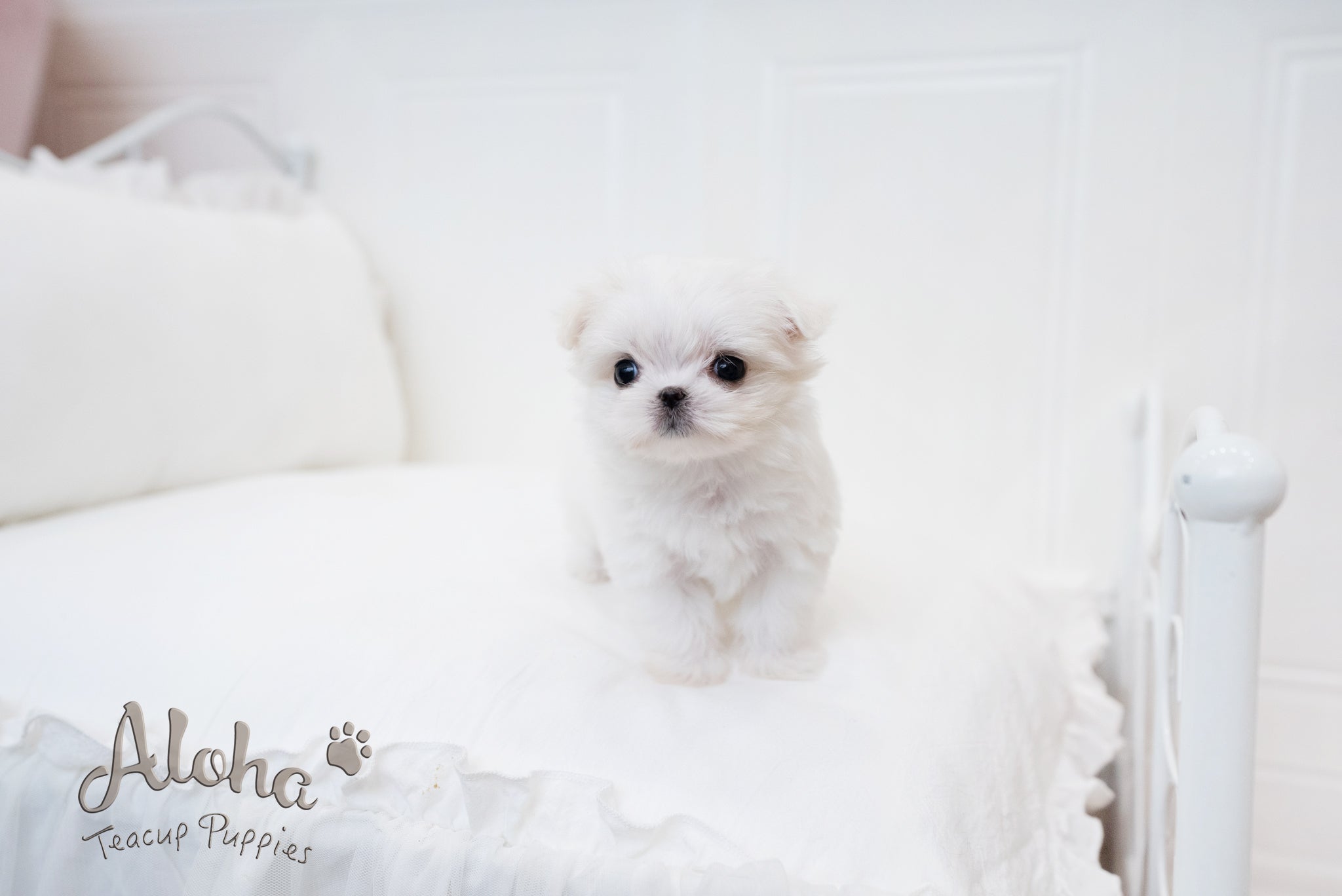 Ciara [TEACUP MALTESE]