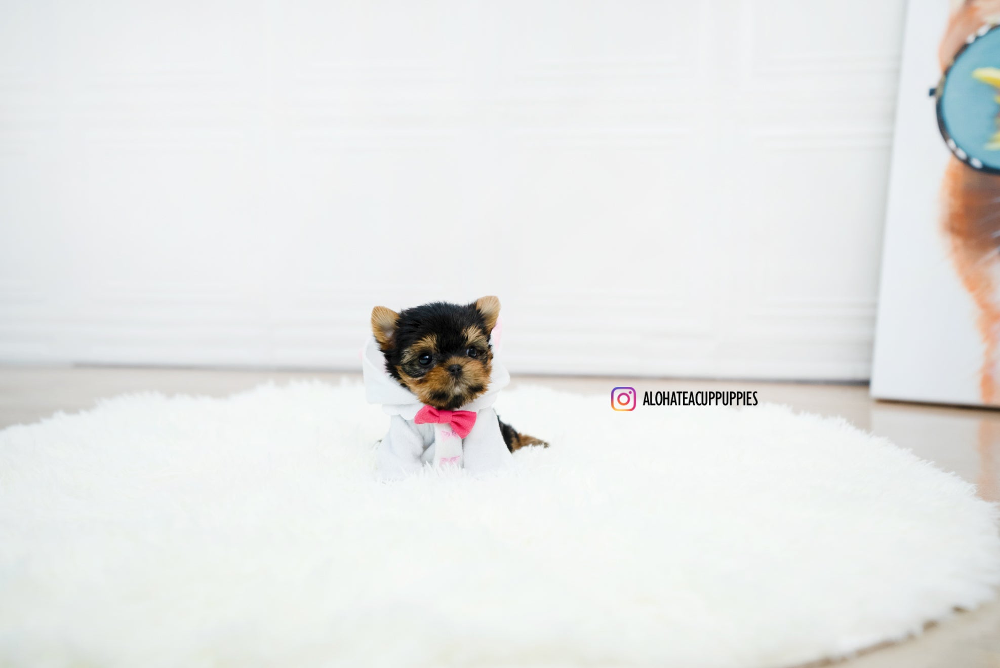 Betty [TEACUP YORKIE]