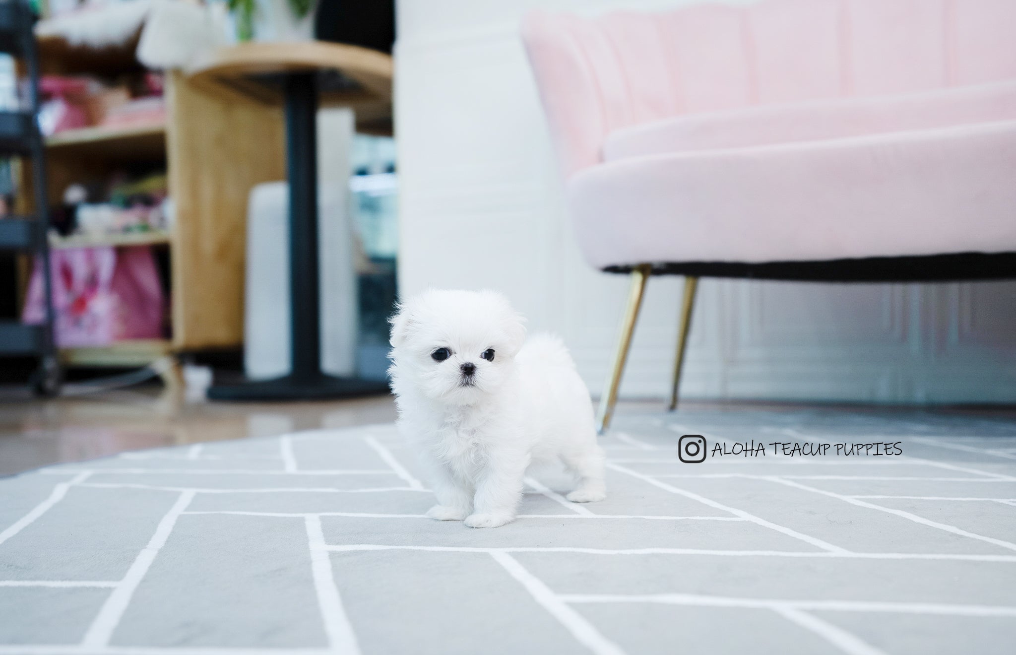 Otis [TEACUP MALTESE]