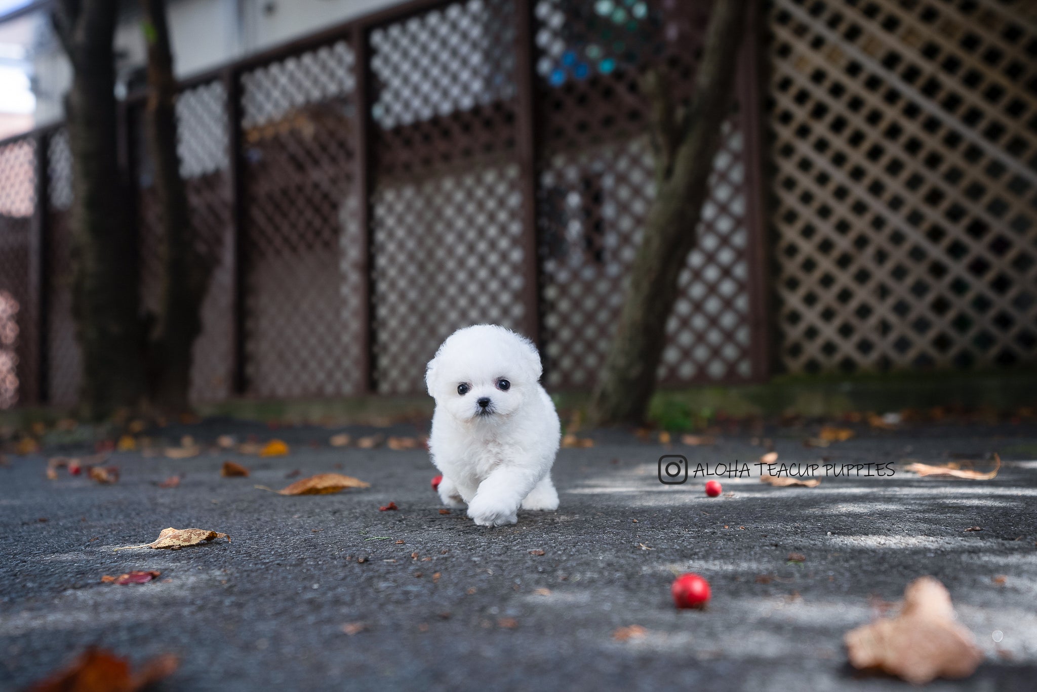 Otto [TEACUP Bichon]