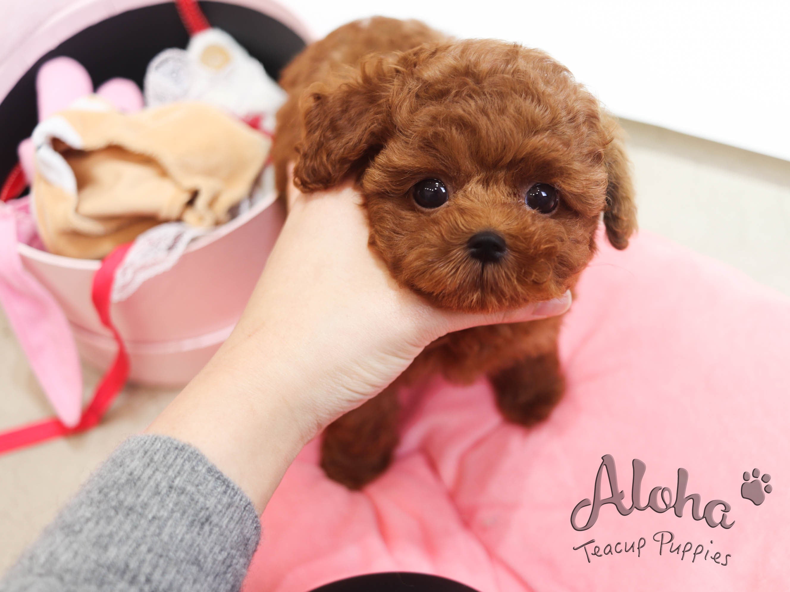 Merry [TEACUP Poodle]