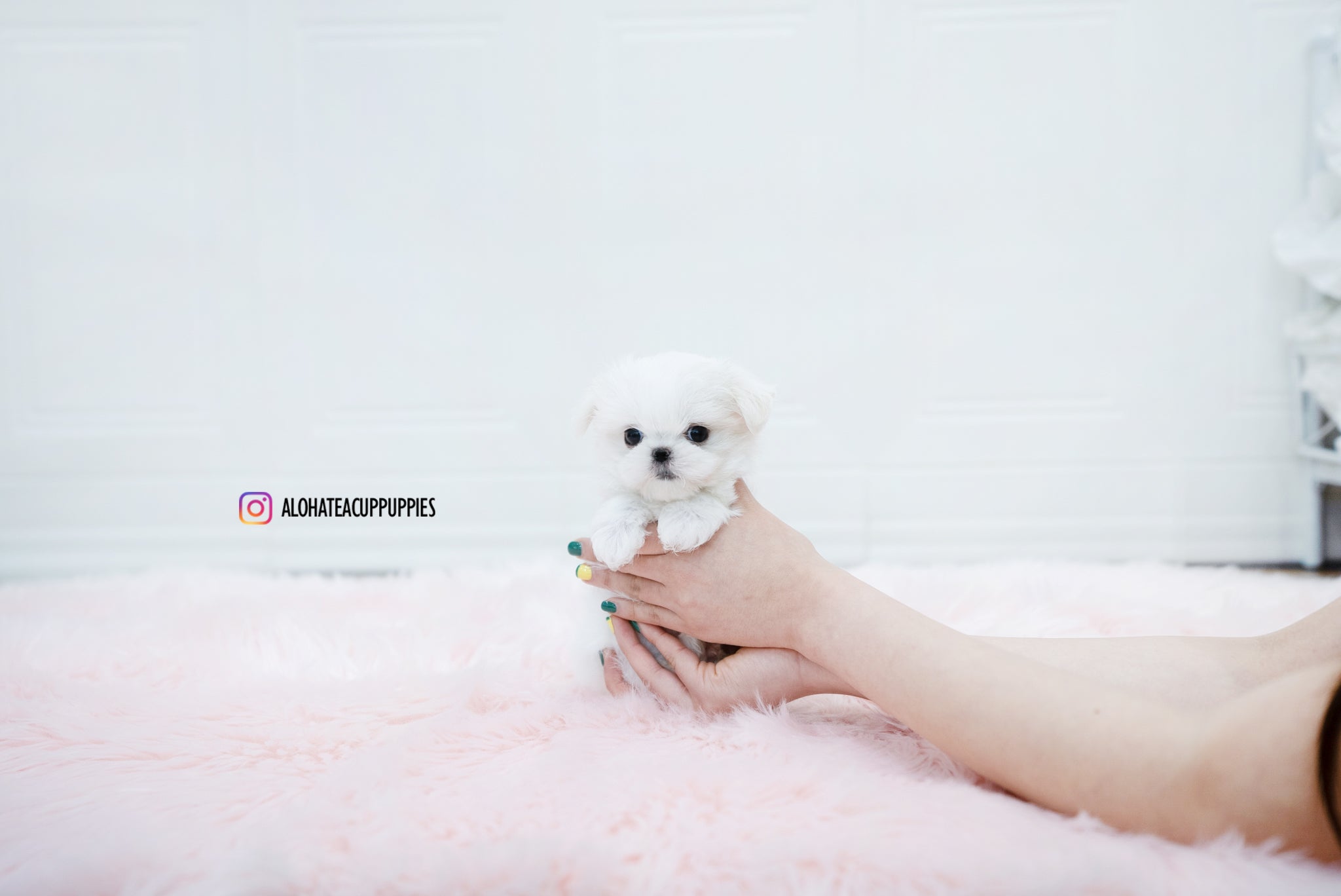 Aurora [TEACUP MALTESE]