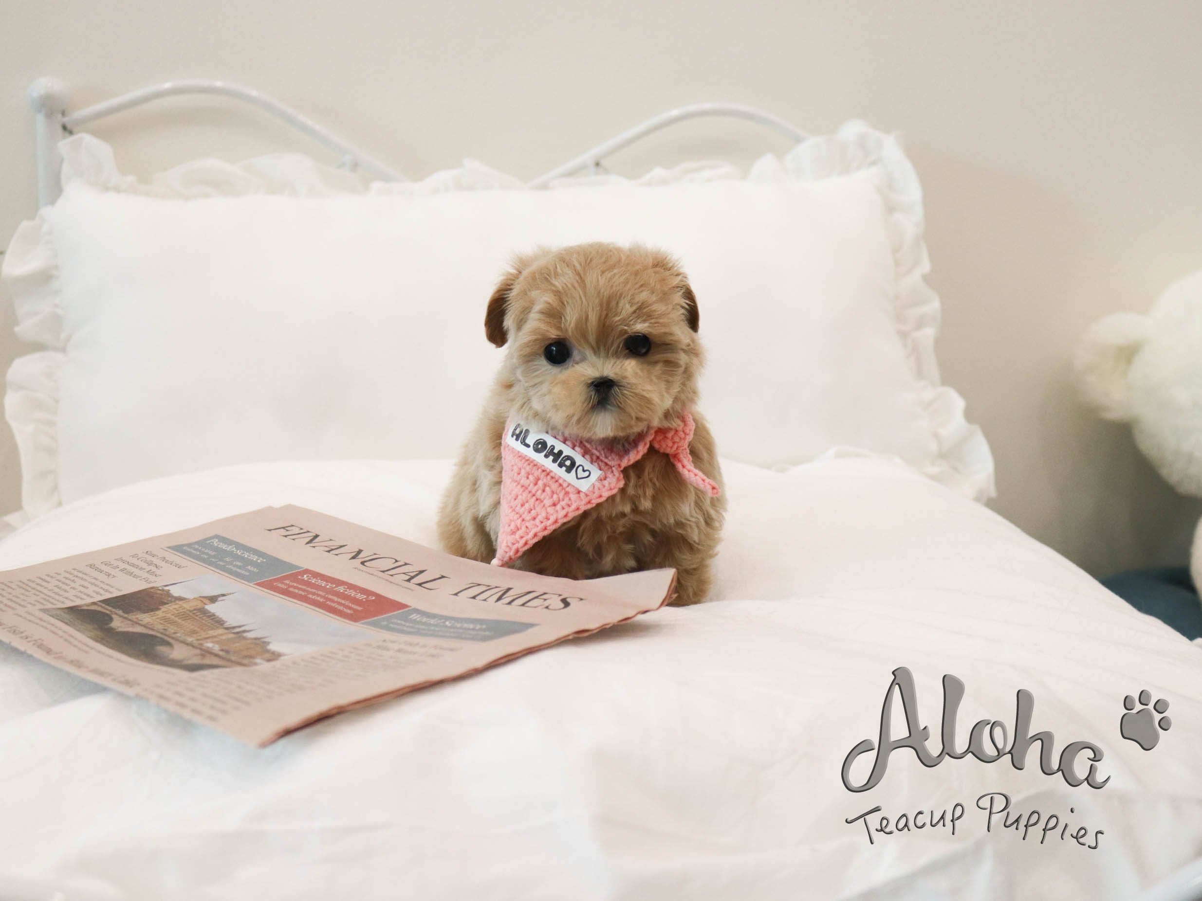 MAPLE [TEACUP MALTIPOO]