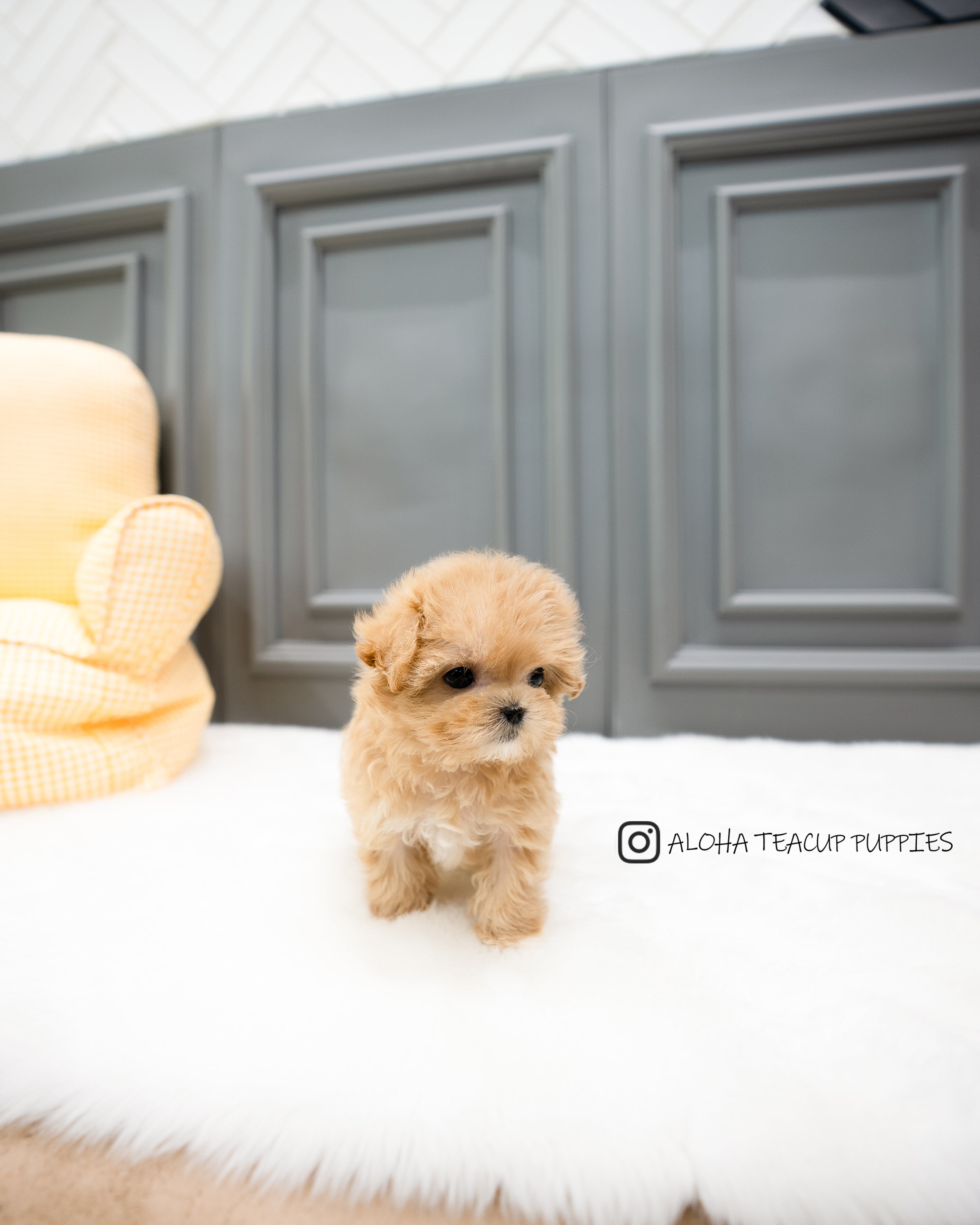 Wanda [TEACUP MALTIPOO]