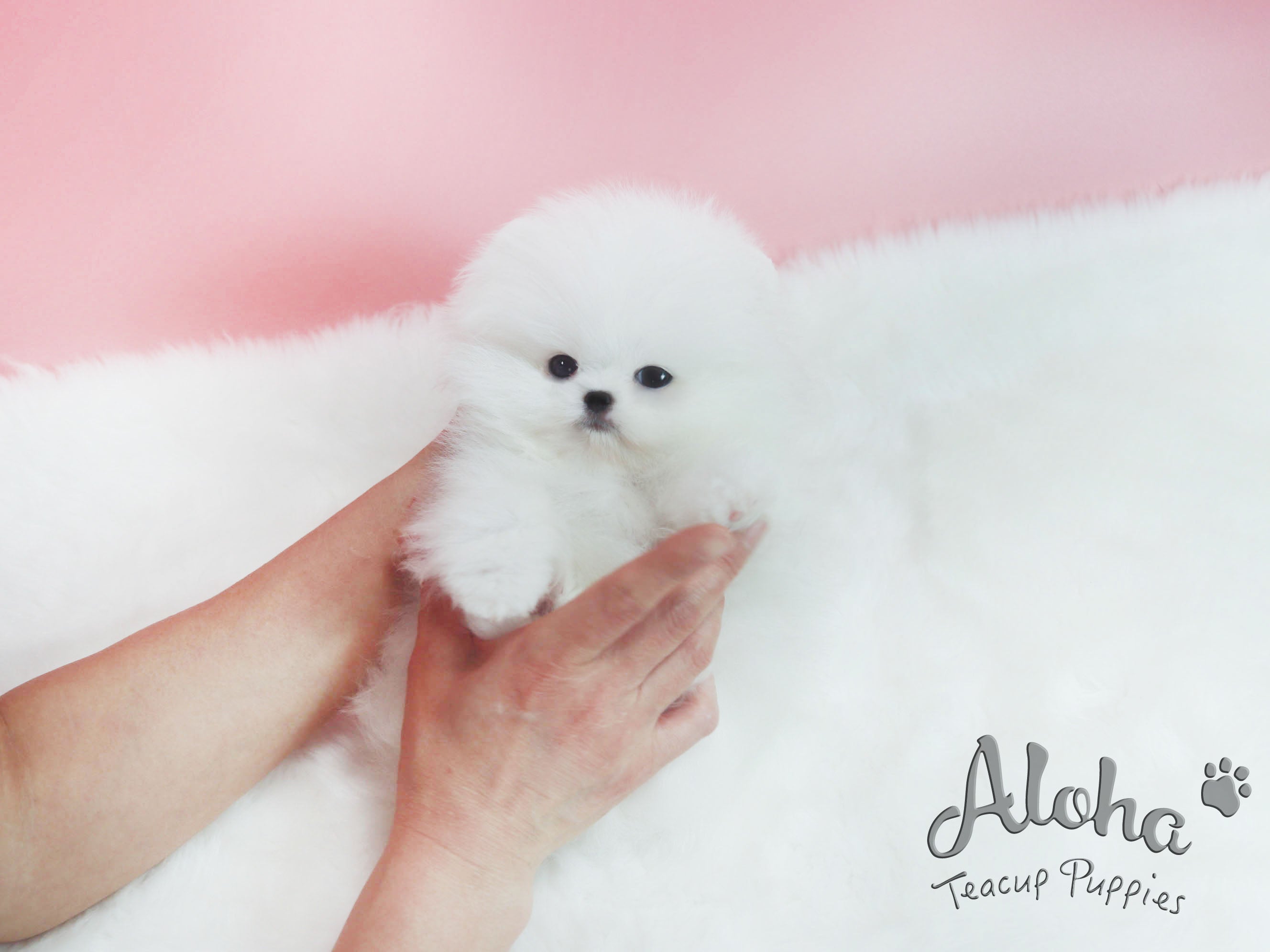 Sold to Alexandra, Princess [TEACUP POMERANIAN]