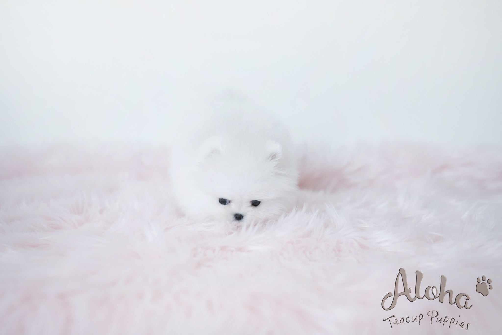 Daisy [TEACUP POMERANIAN]