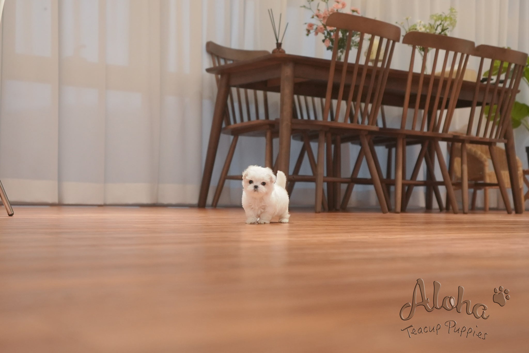 Snow [TEACUP MALTESE]