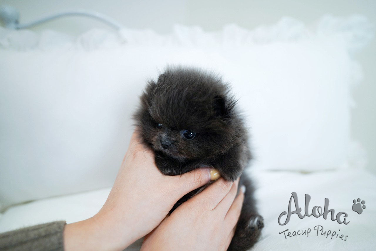 BLUE  [TEACUP POMERANIAN]