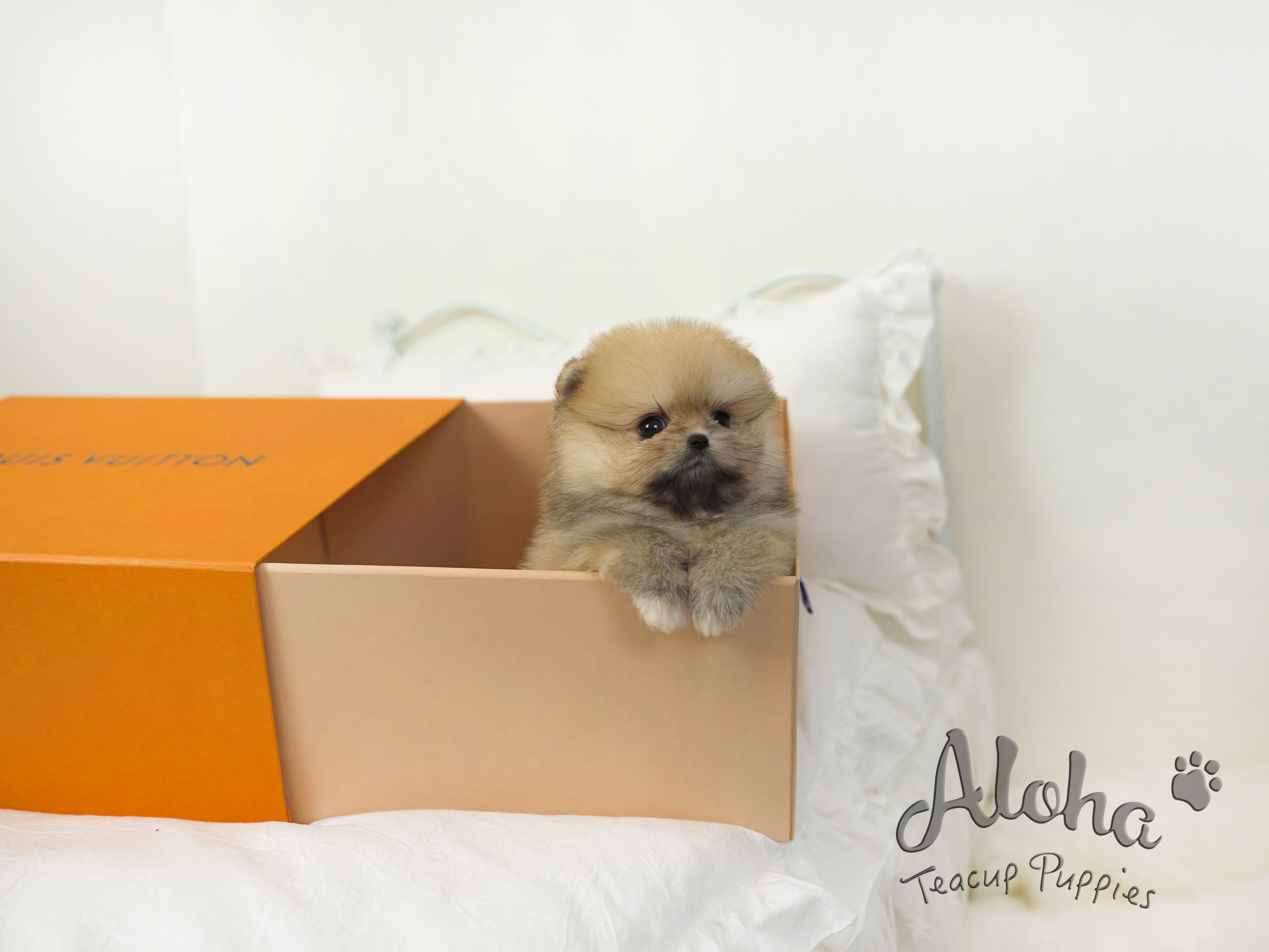 Brownie [TEACUP POMERANIAN]