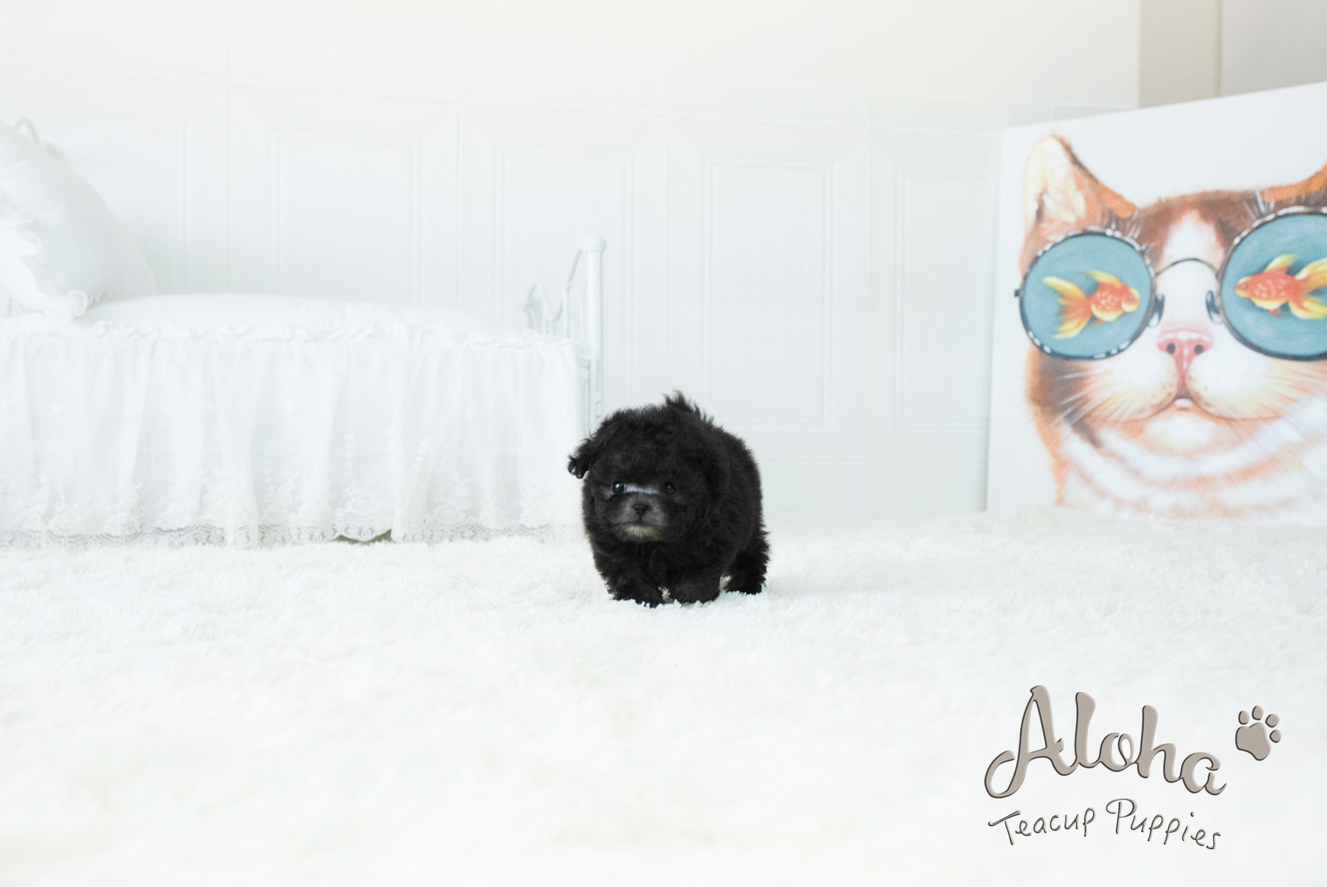 Kai [TEACUP POODLE]