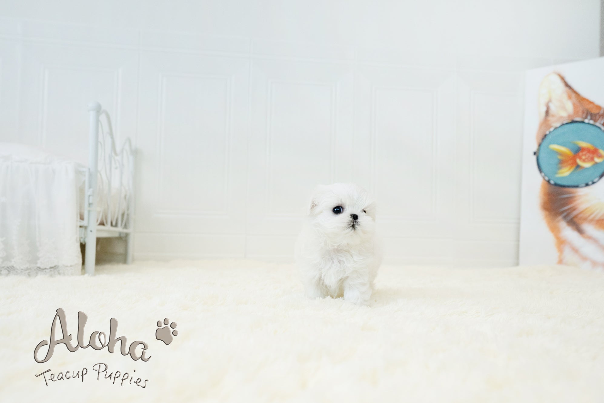 Bonita [TEACUP MALTESE]