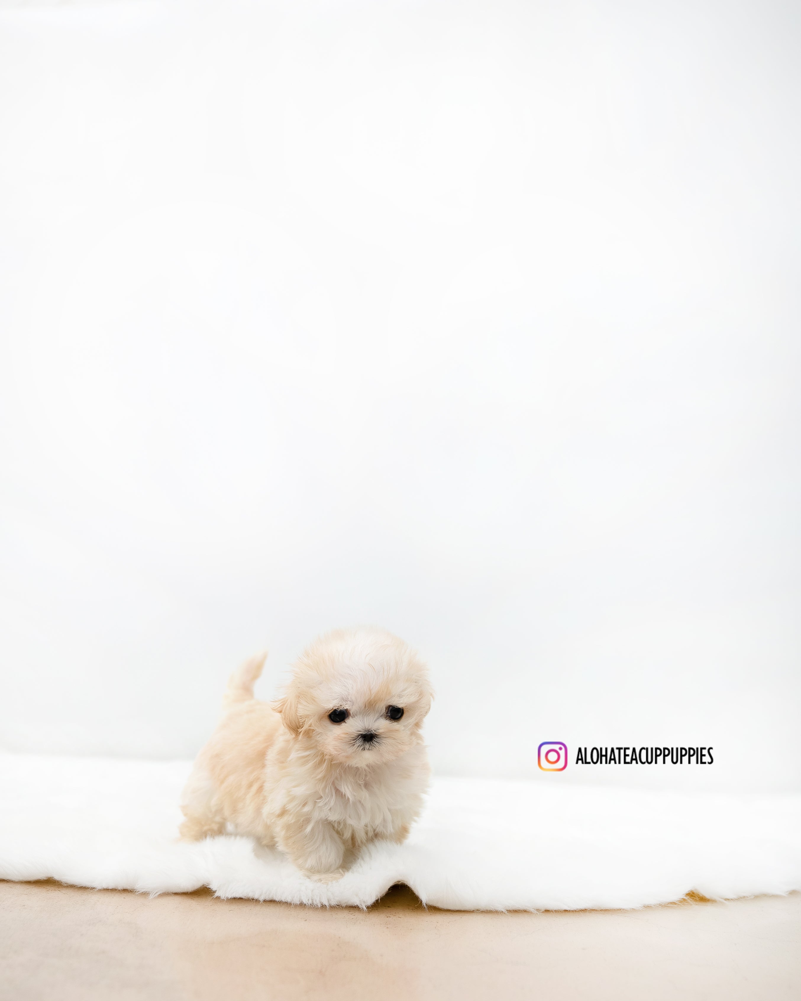 Lottie [MALTIPOO TAZA DE TÉ]