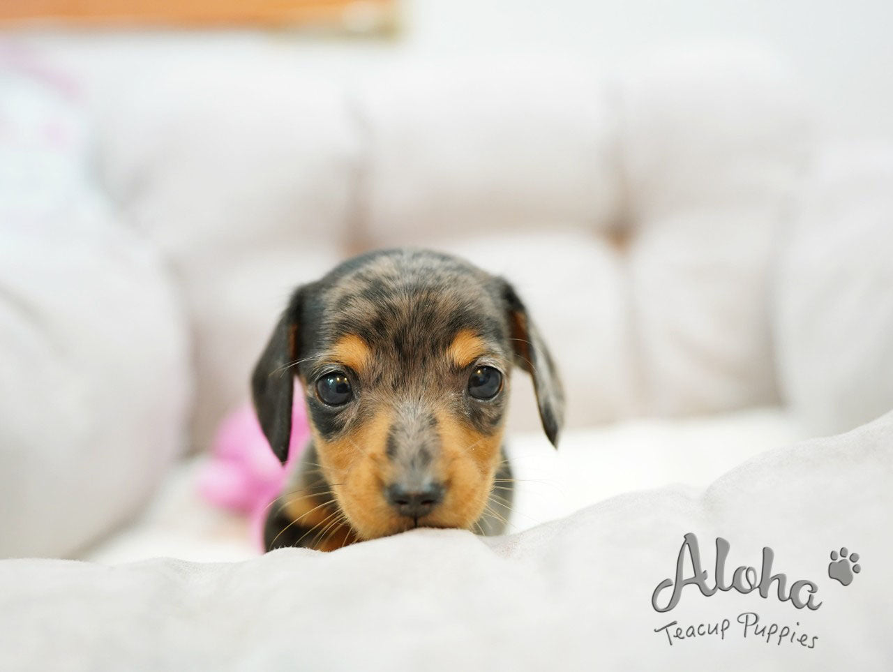 RAY [TEACUP Dachshund]