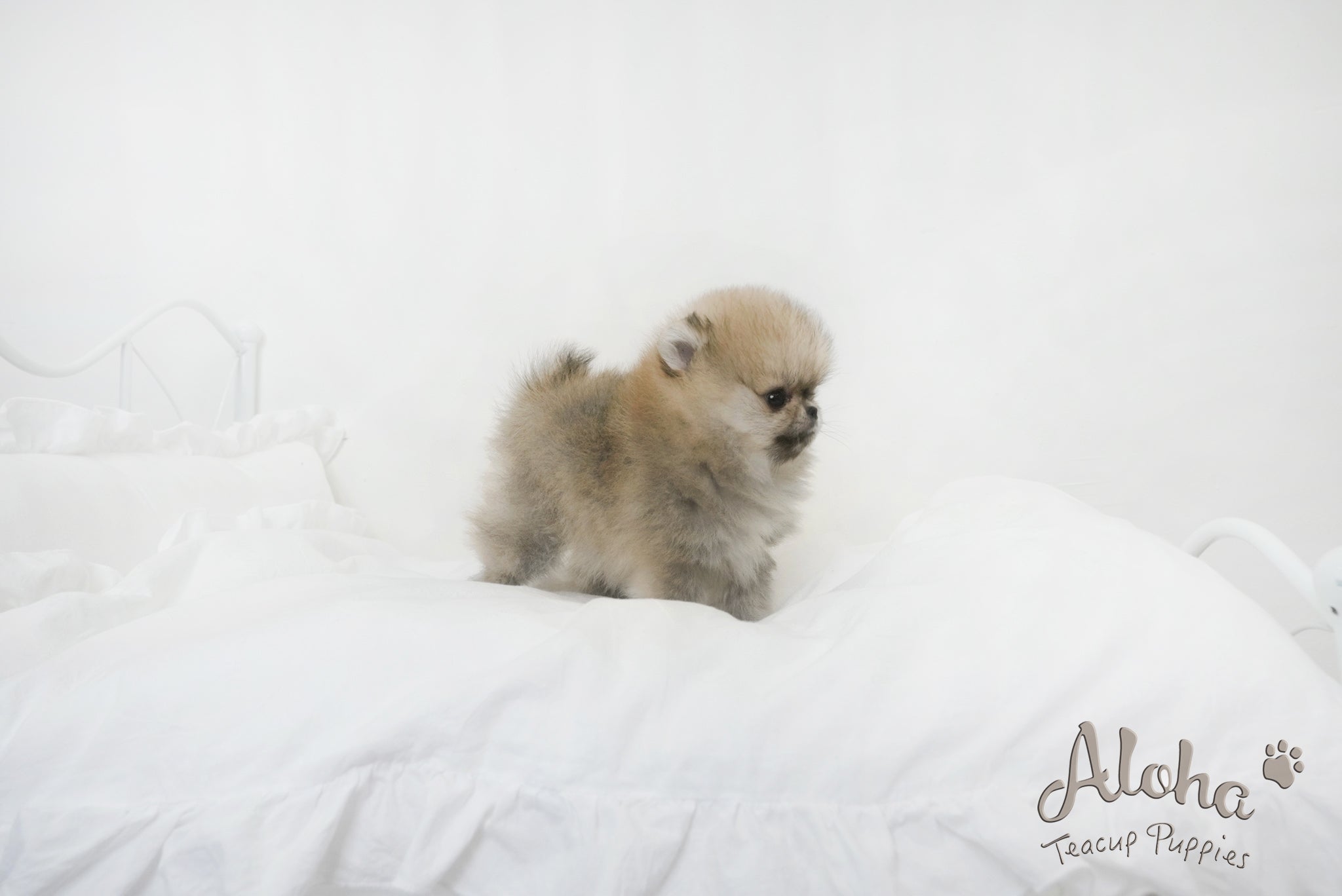 Sally [TEACUP POMERANIAN]