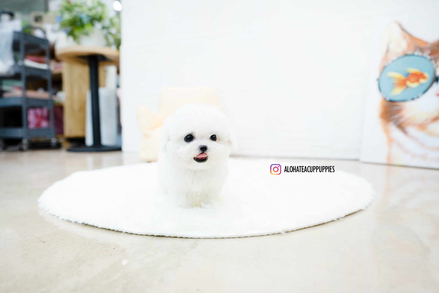 Nemo [TEACUP BICHON]