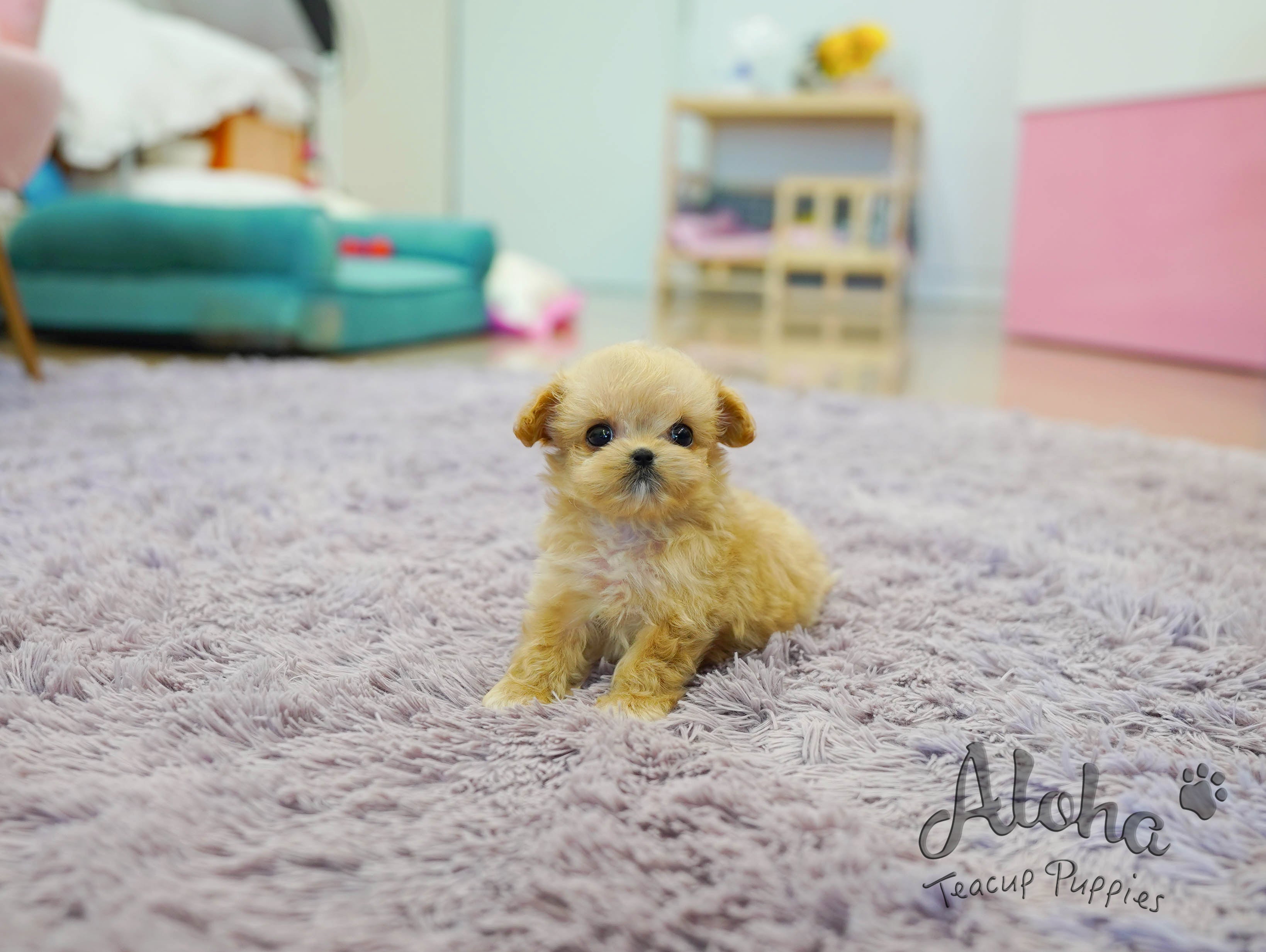 Nina [TEACUP MALTIPOO]