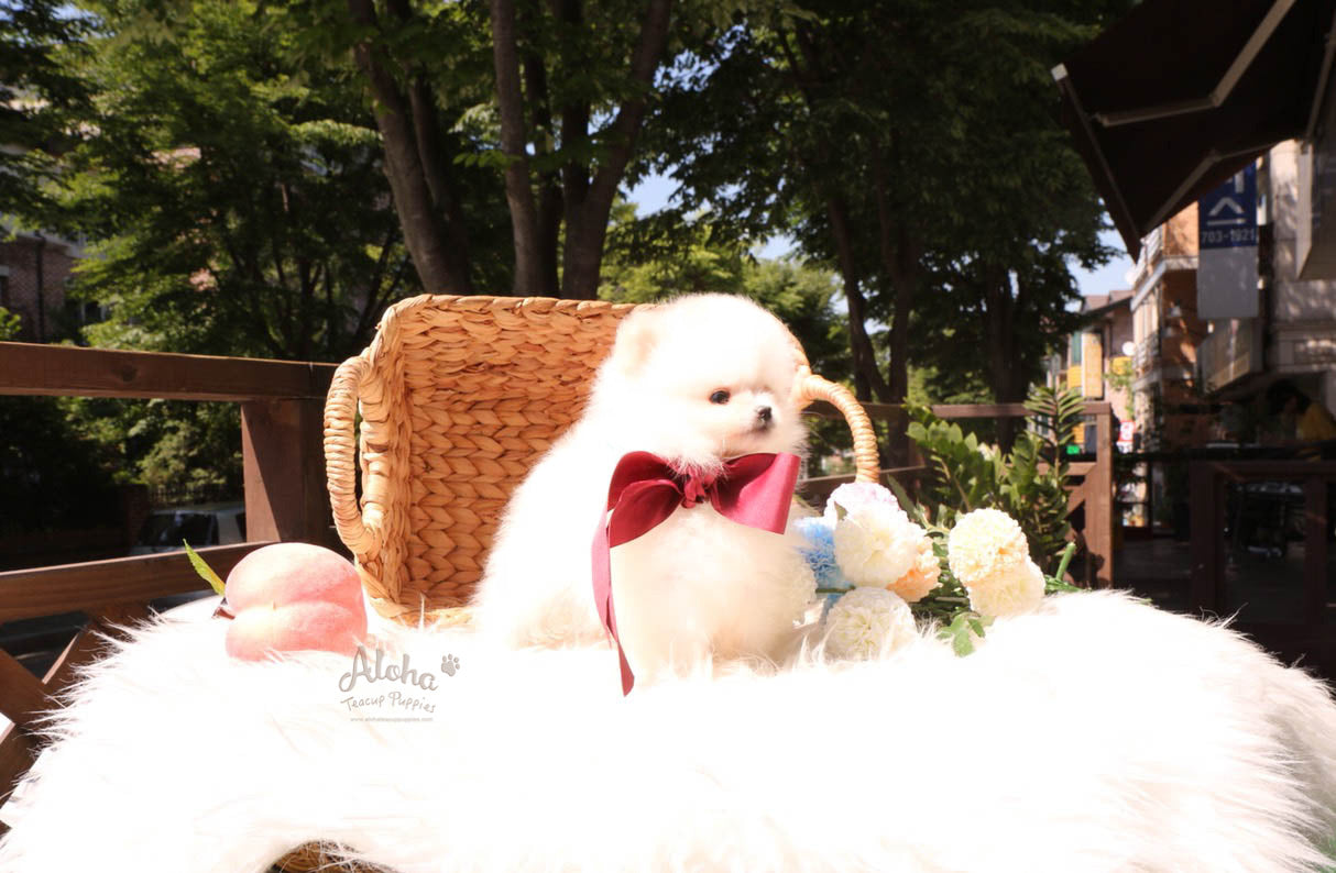 Biscuit - [Pomeranian]