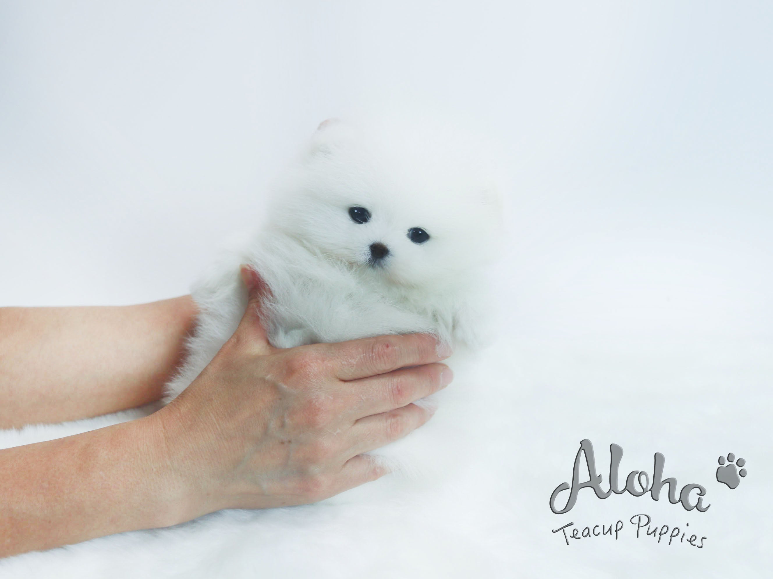 Chloe [TEACUP POMERANIAN]